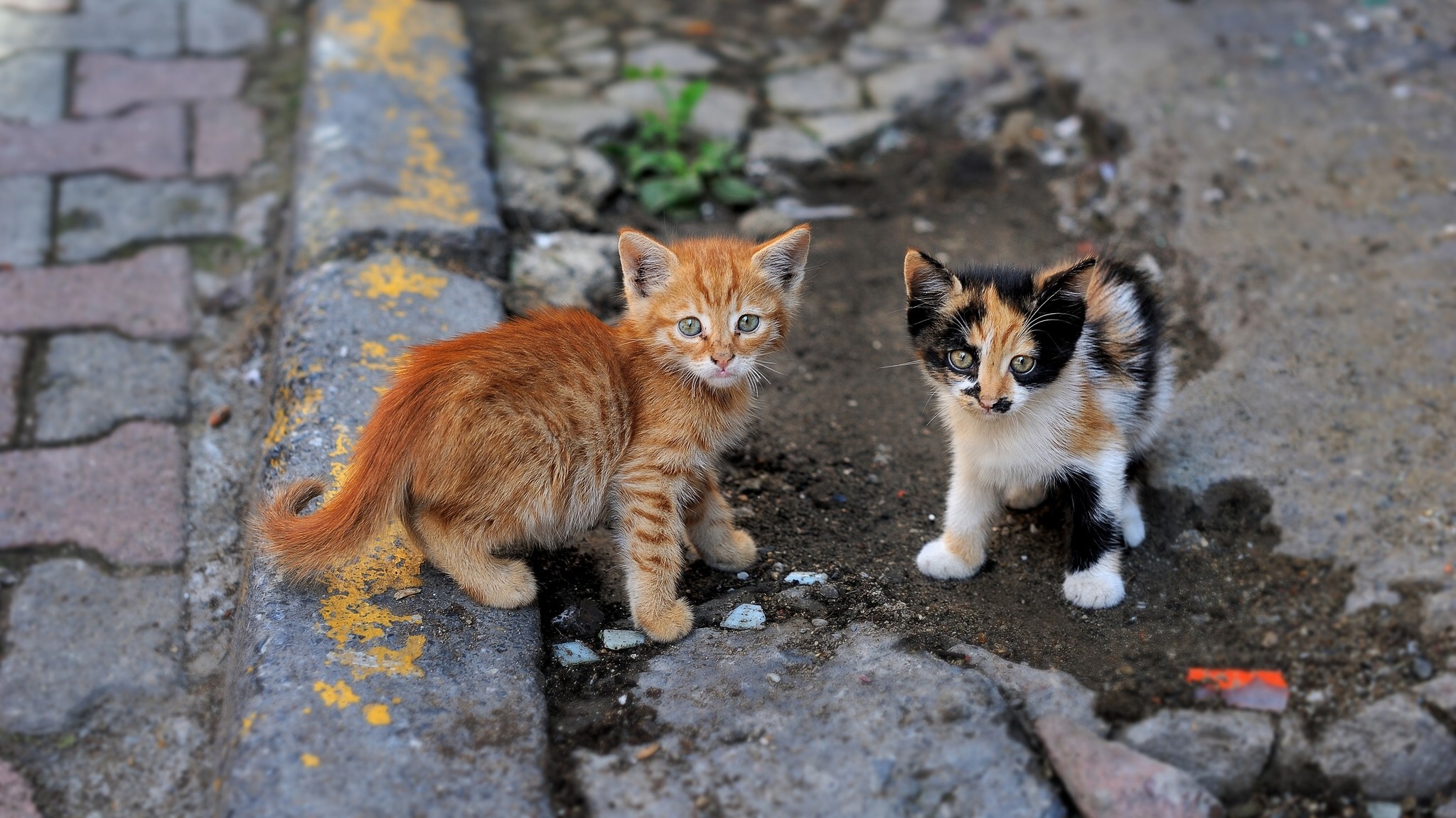 Two kittens on a street curb HD Wallpaper