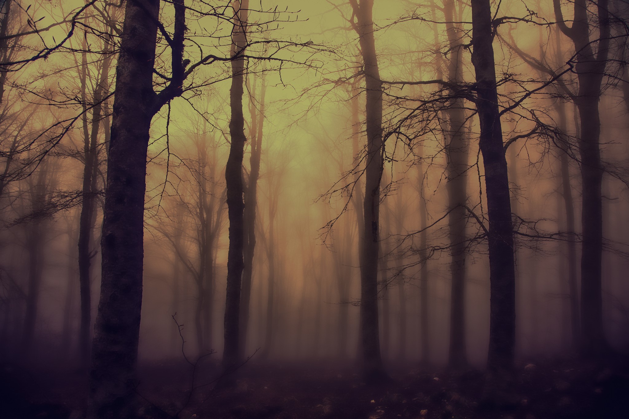 Misty forest with bare trees HD Wallpaper