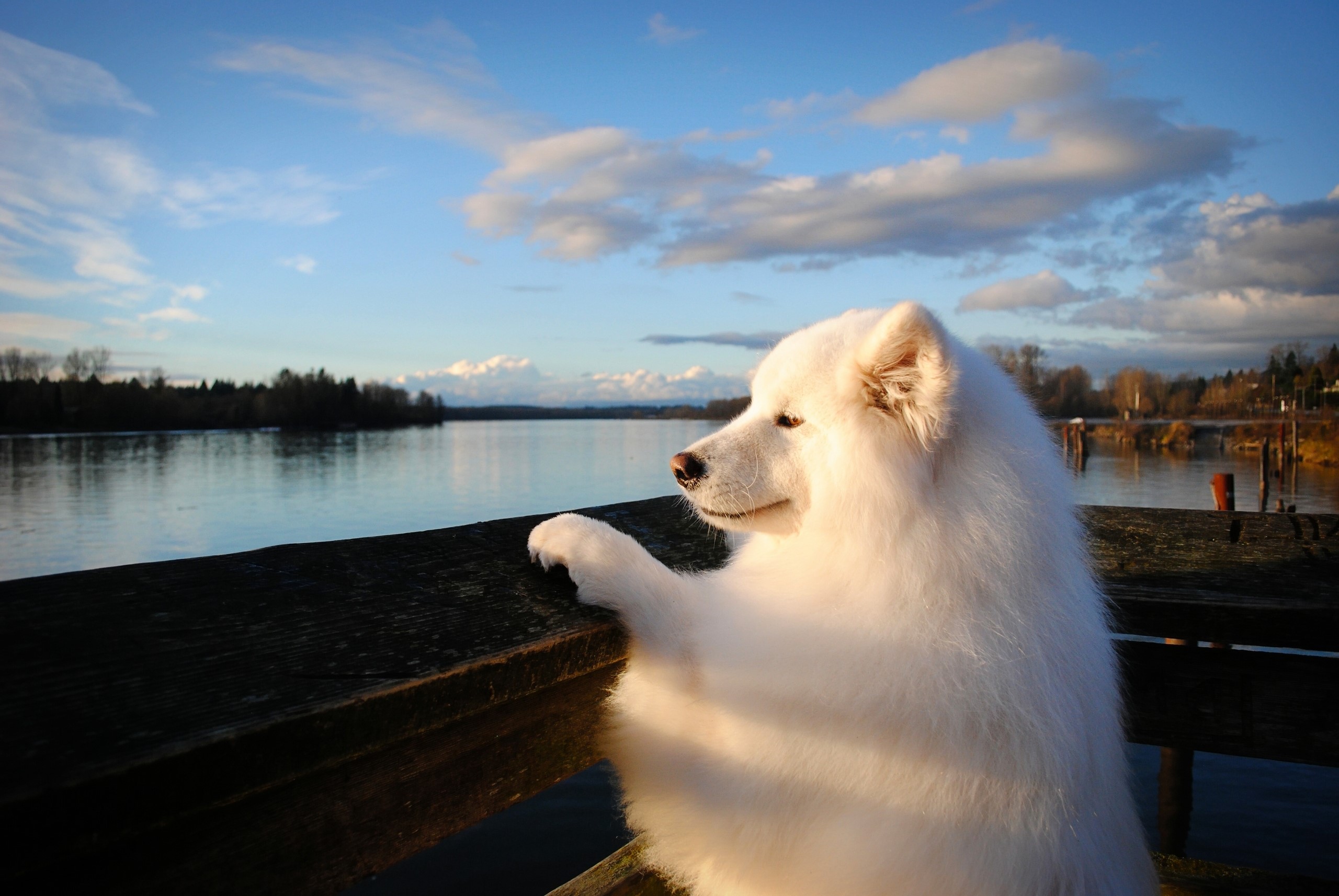 White Samoyed dog looking out over a lake at sunset HD Wallpaper