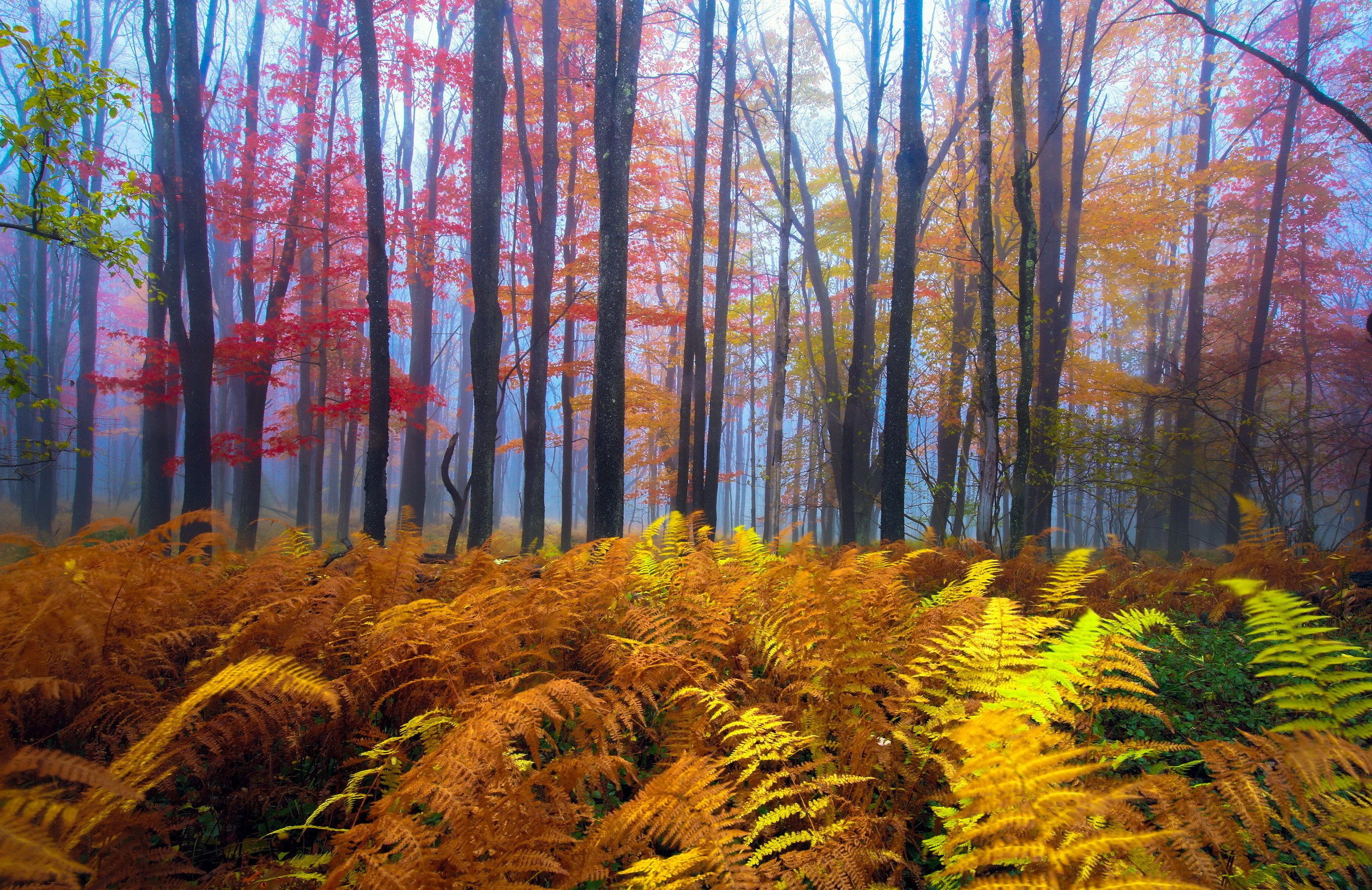 Autumn forest with colorful trees and ferns HD Wallpaper