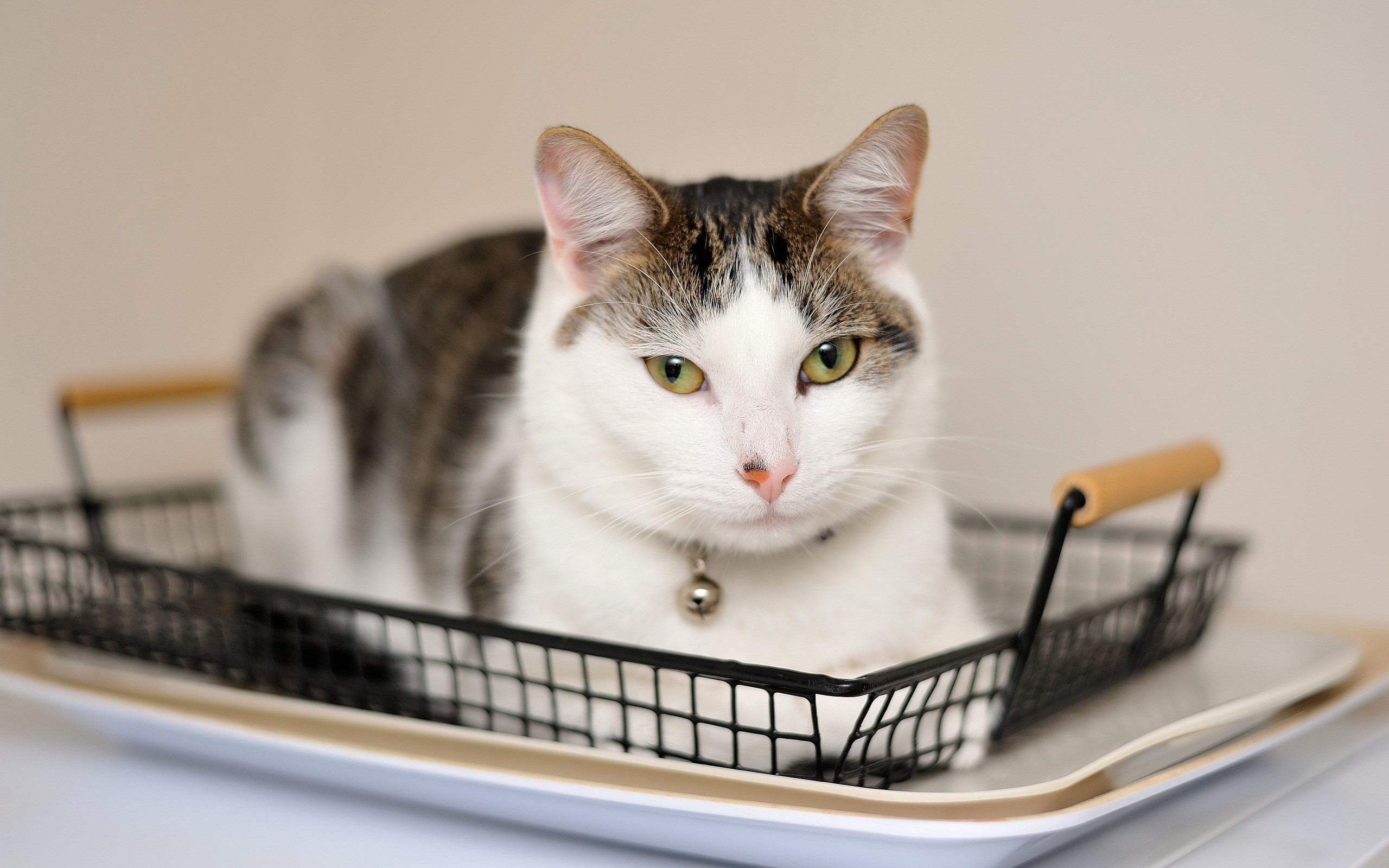 A cat in a basket HD Wallpaper