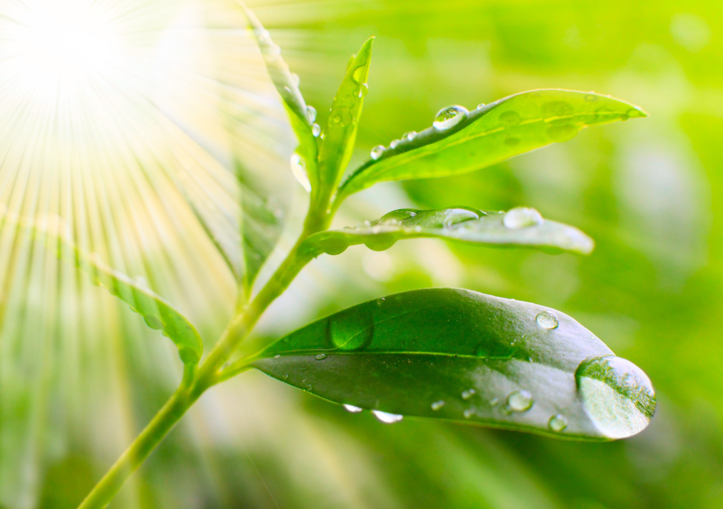 Green leaves with water drops and sunlight HD Wallpaper