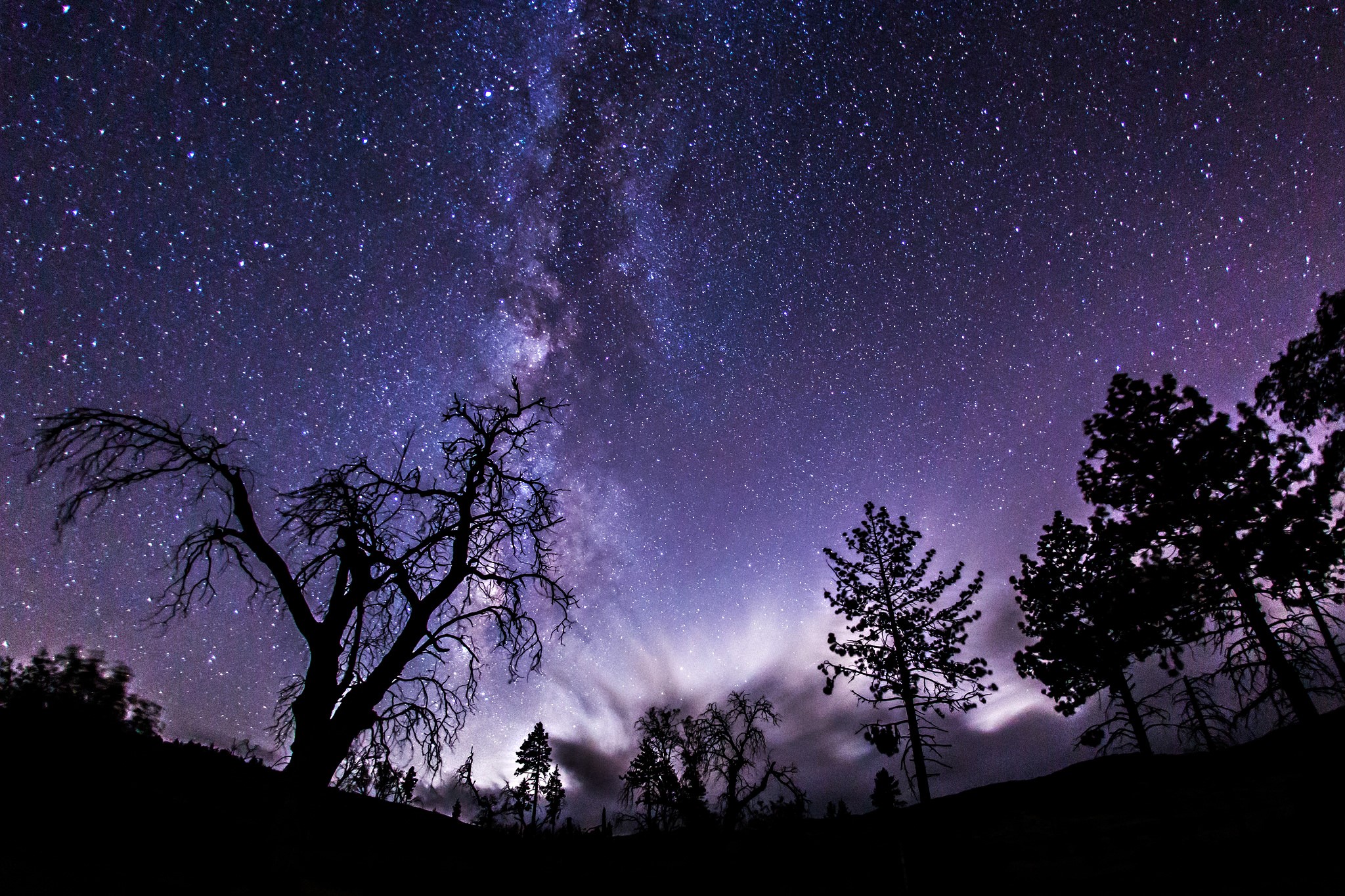 Milky Way over silhouetted trees at night HD Wallpaper