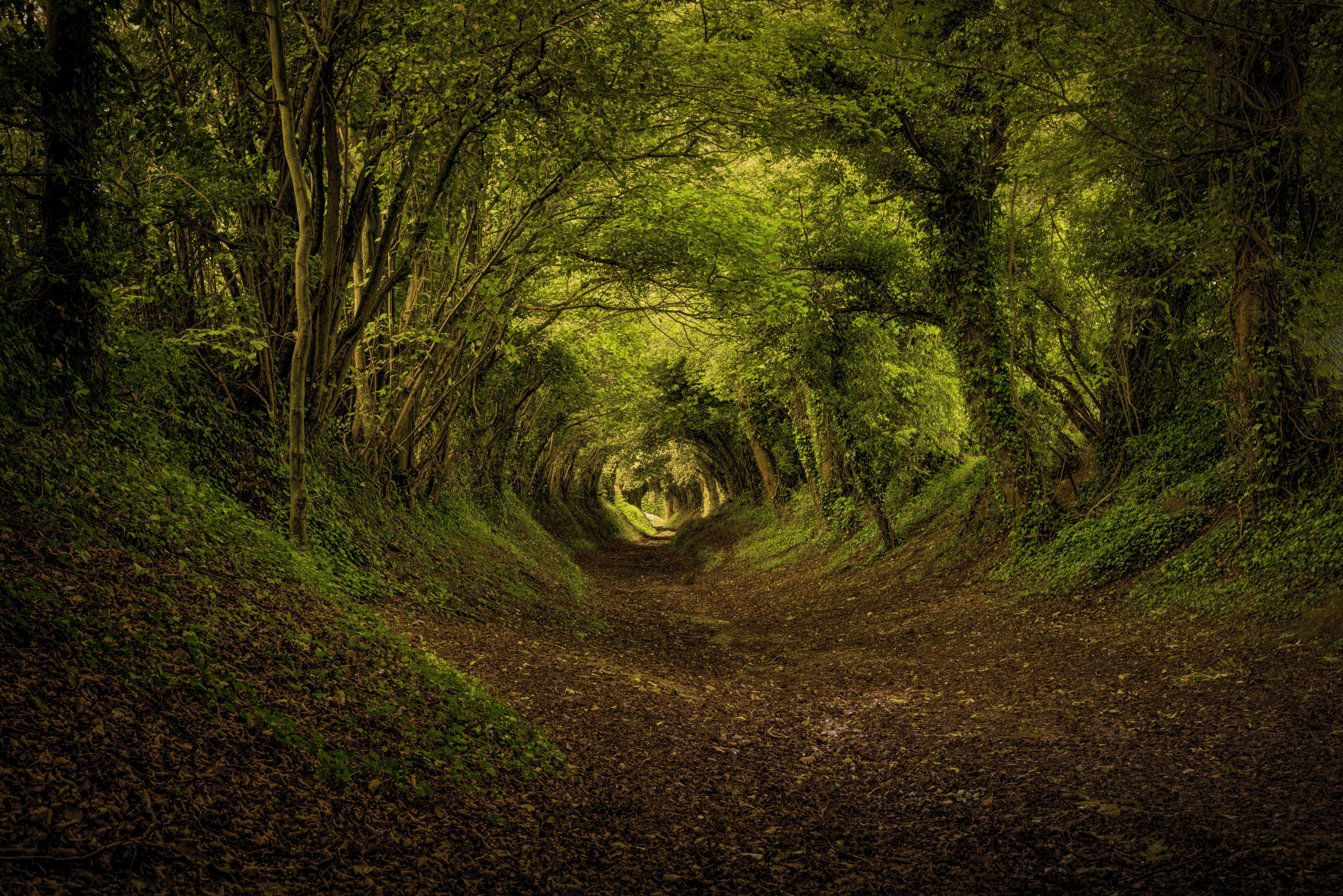 Forest path with trees and foliage HD Wallpaper