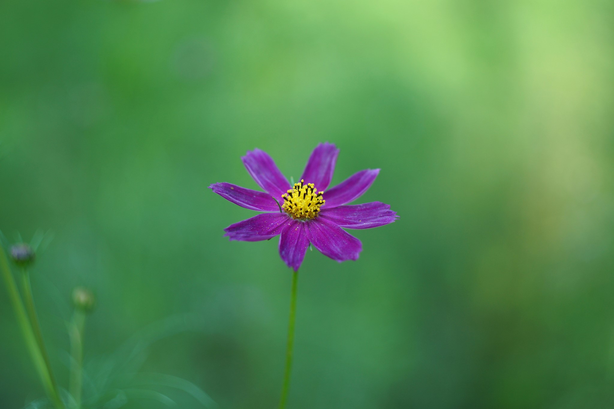 Purple Cosmos flower with yellow center HD Wallpaper