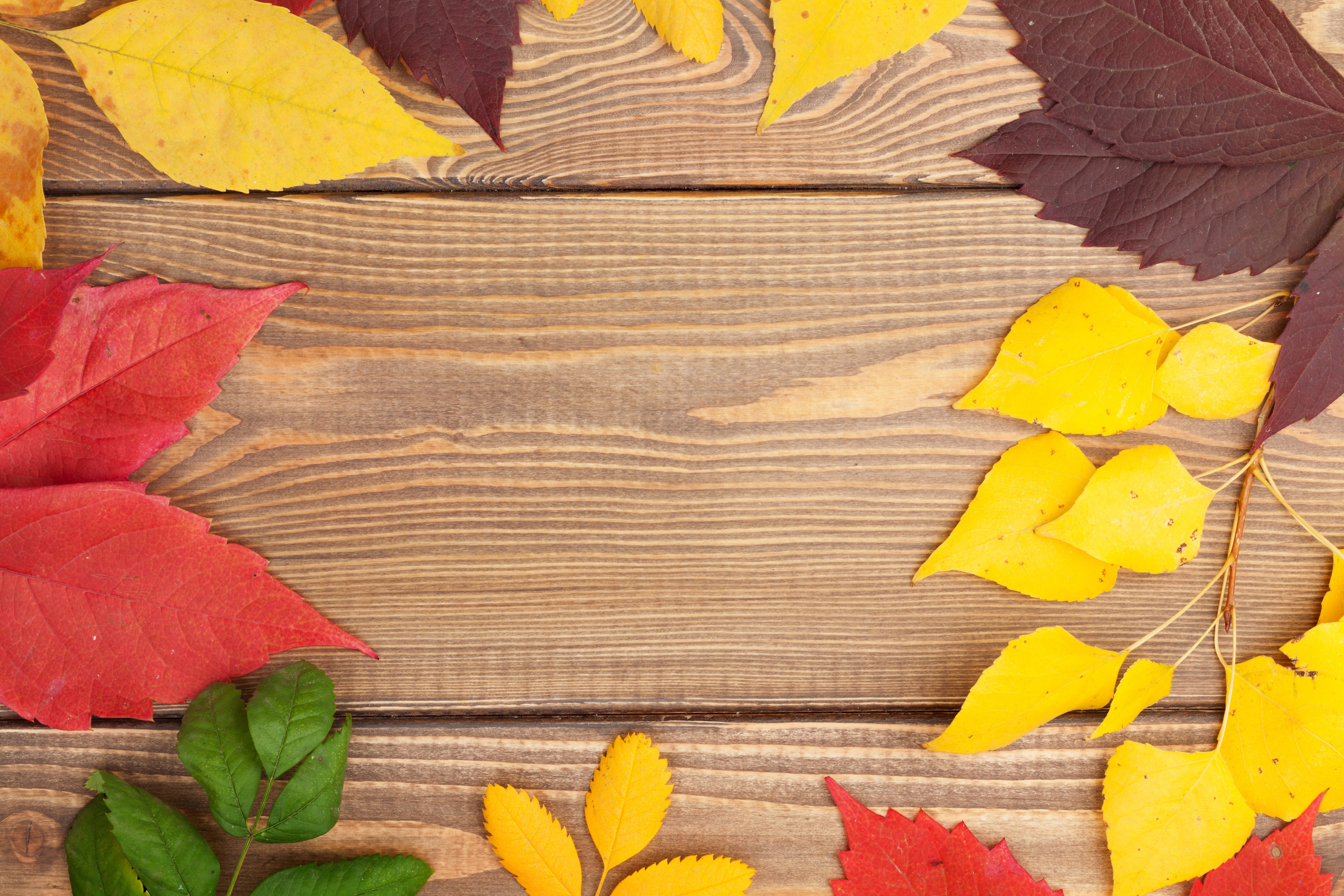 Autumn leaves on wooden planks HD Wallpaper