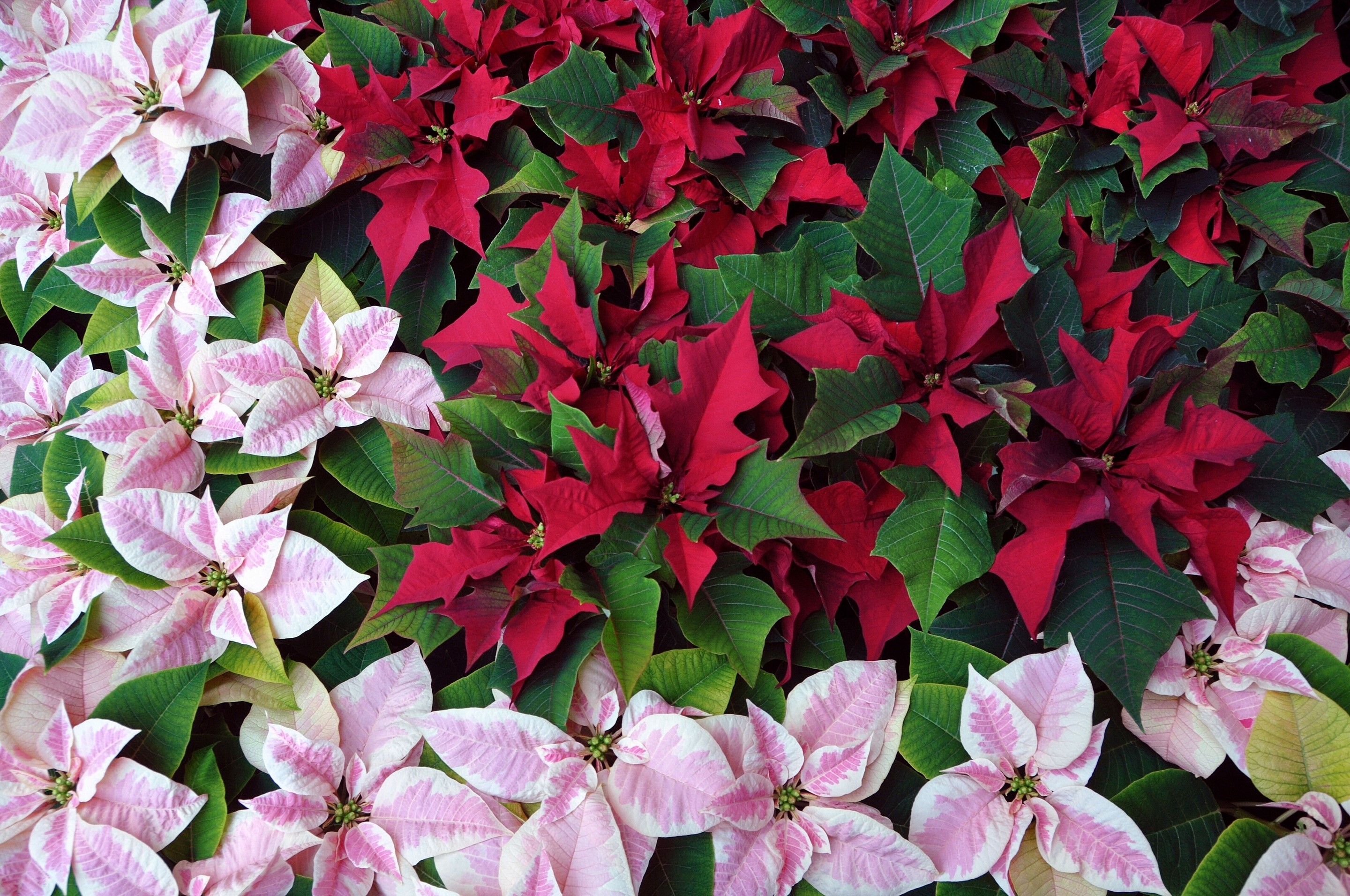 Red and pink poinsettias with green leaves HD Wallpaper