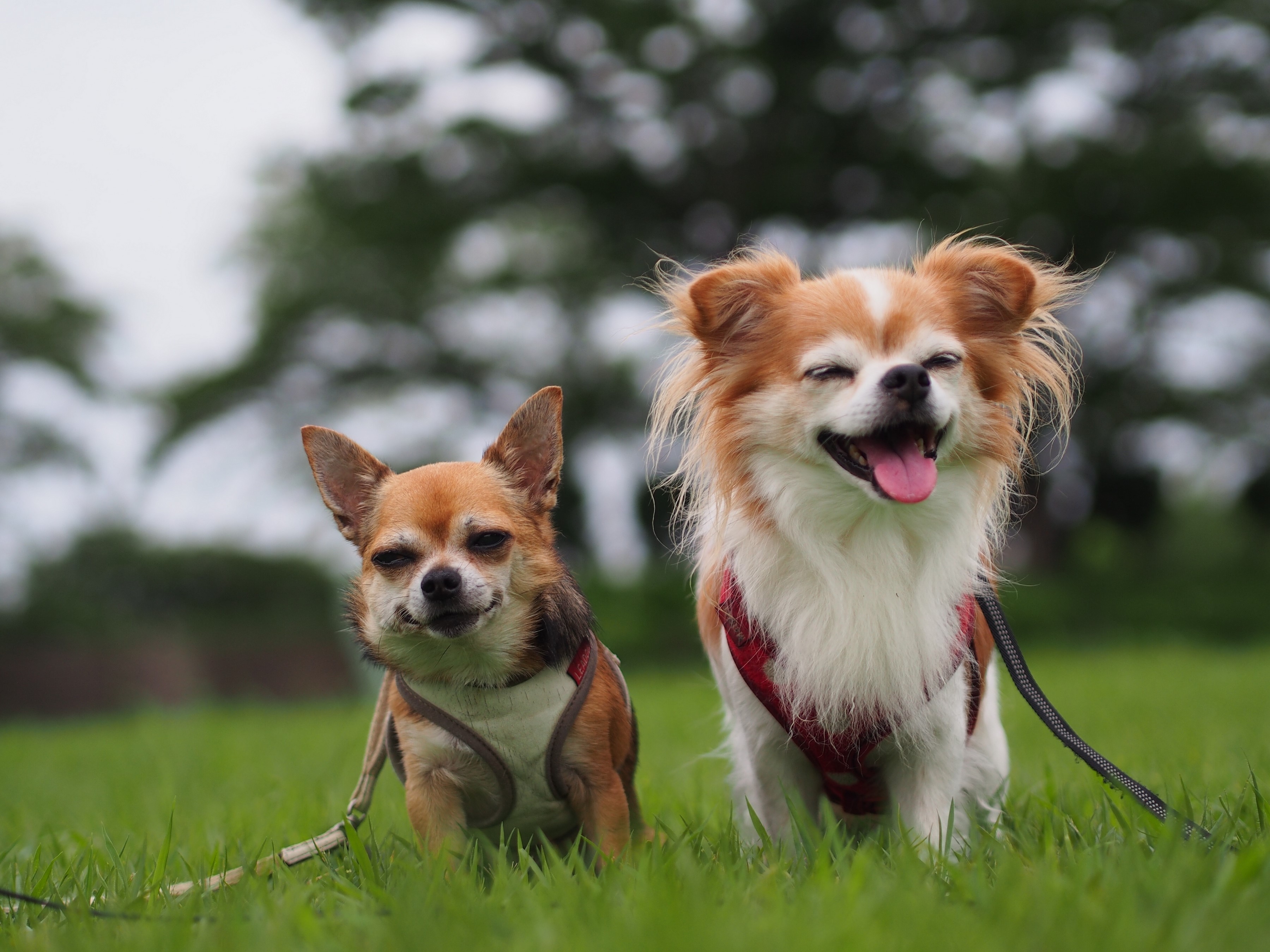 Two Chihuahuas sitting on grass HD Wallpaper
