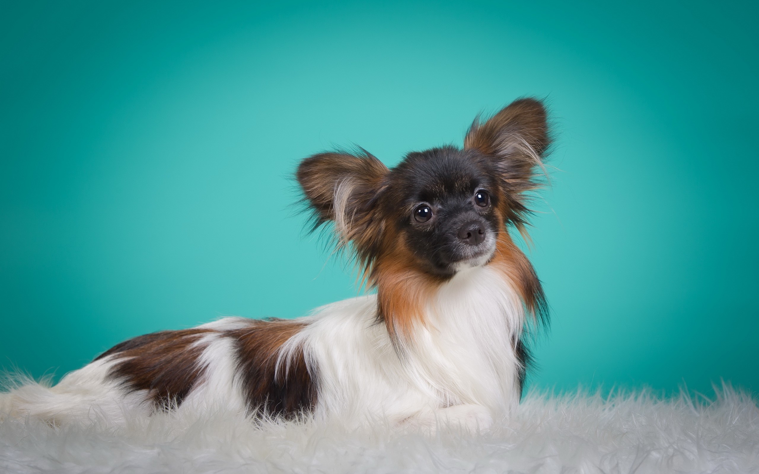 Papillon dog lying on white fur HD Wallpaper