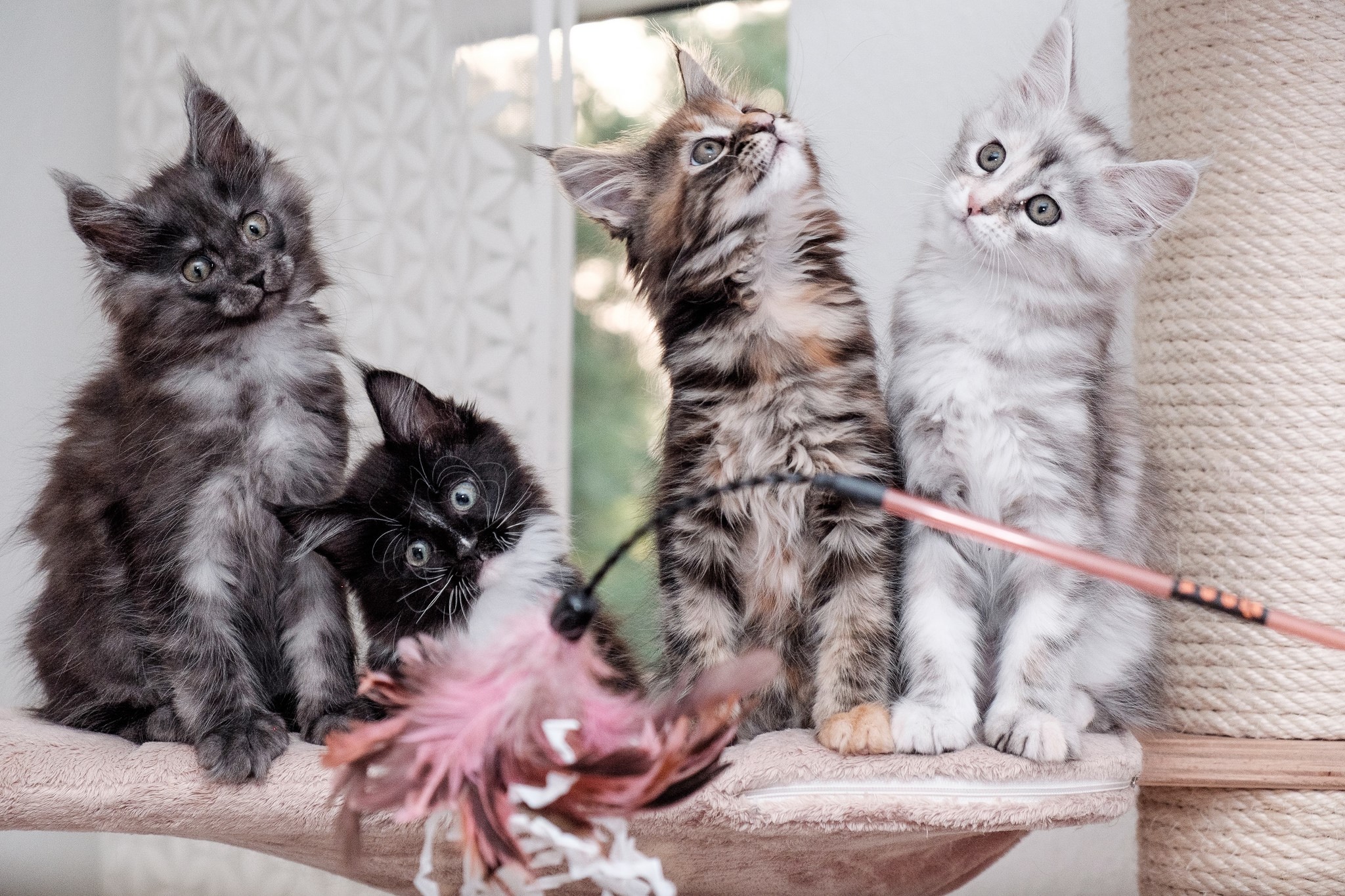 Four Maine Coon kittens playing with a toy HD Wallpaper
