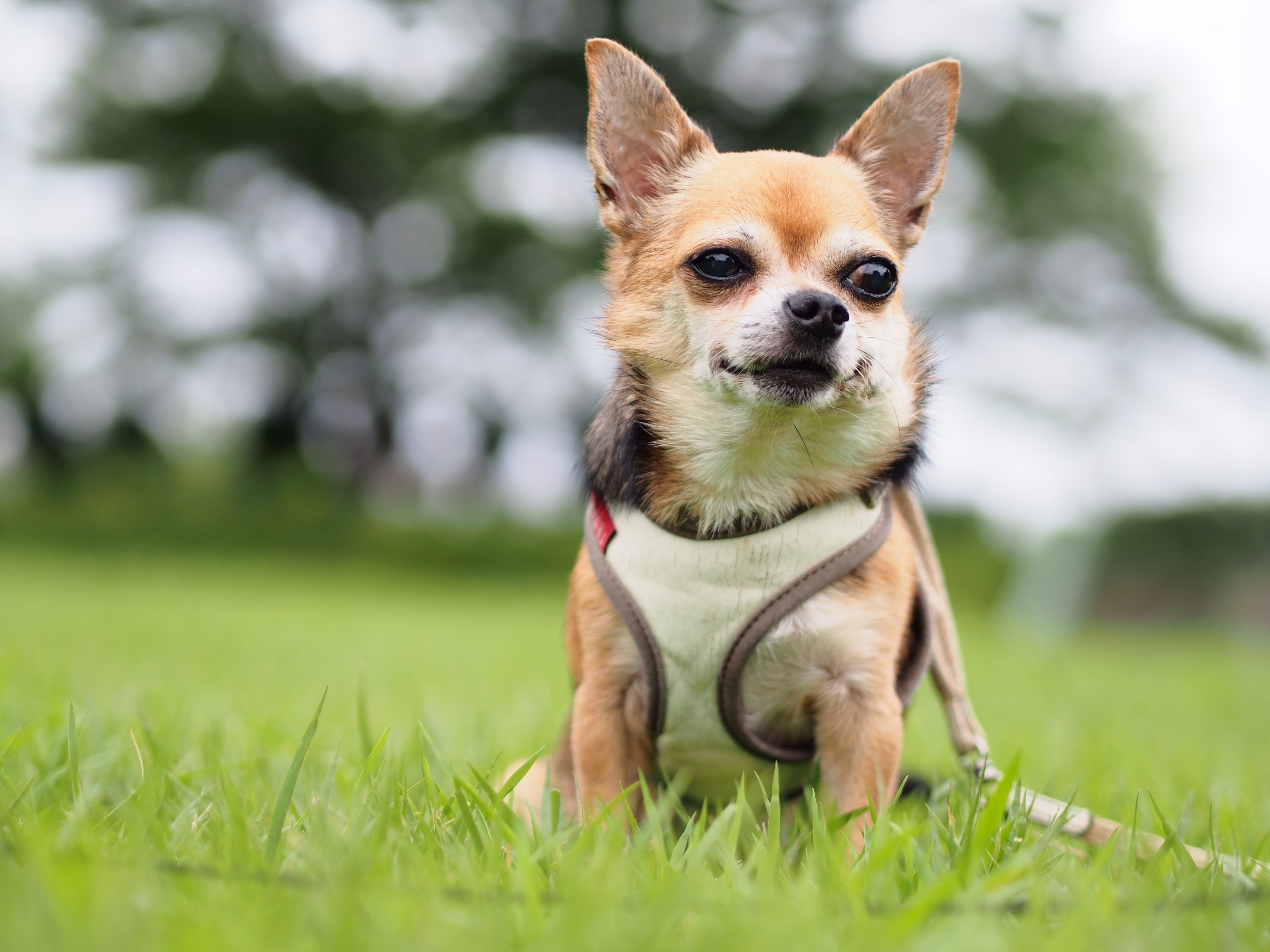 Chihuahua dog sitting on grass HD Wallpaper