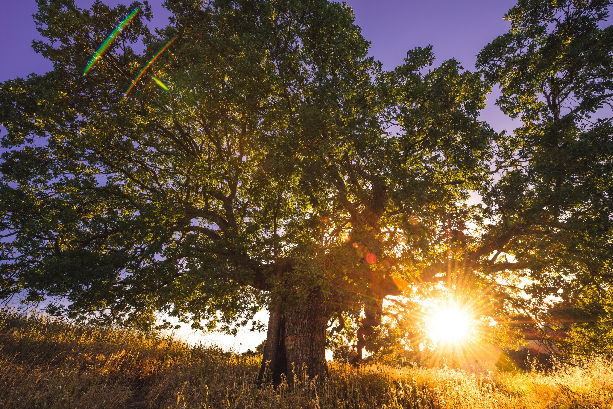 Large oak tree at sunset with sun flares HD Wallpaper