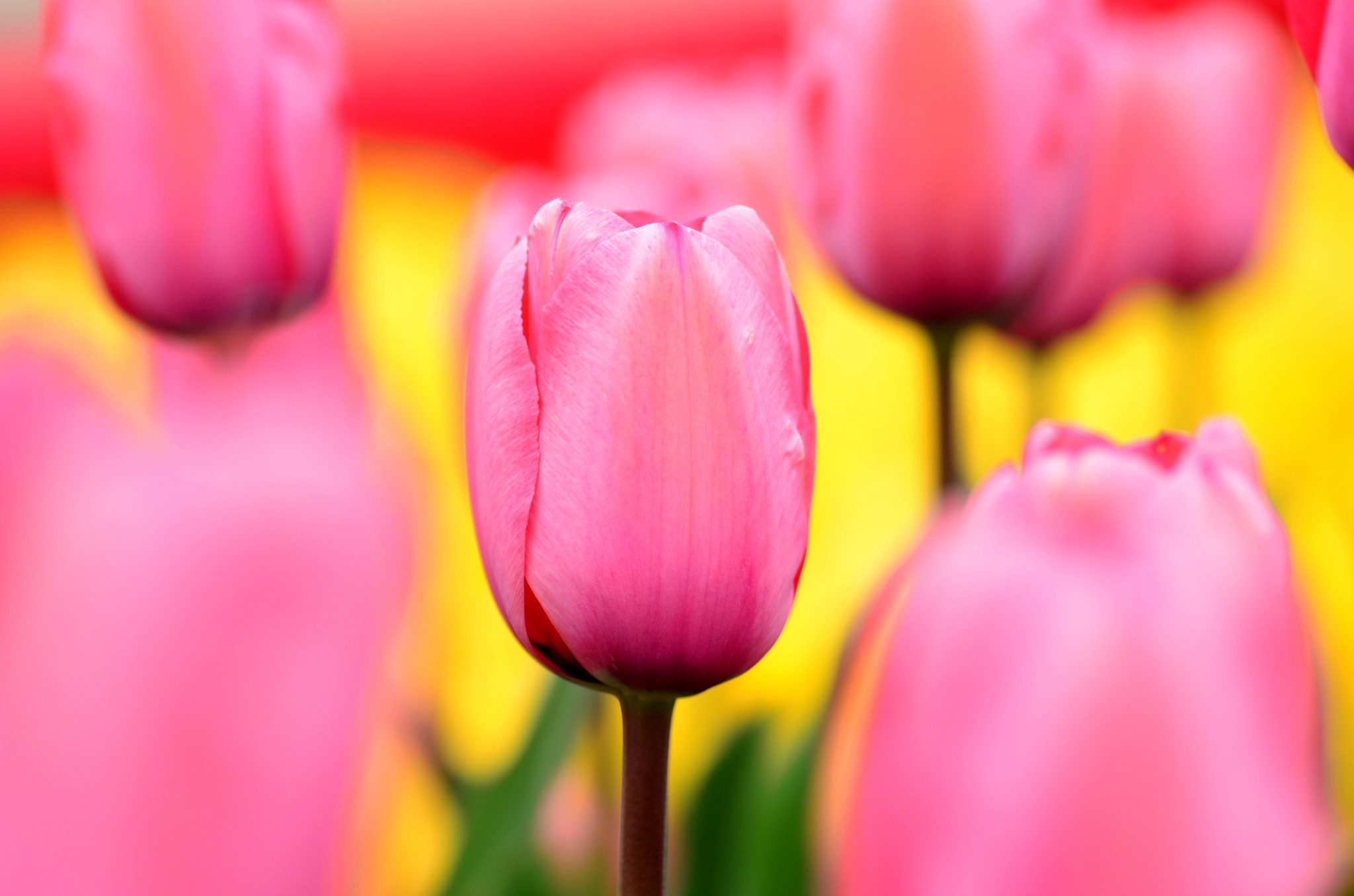 Pink Tulips in a Field HD Wallpaper