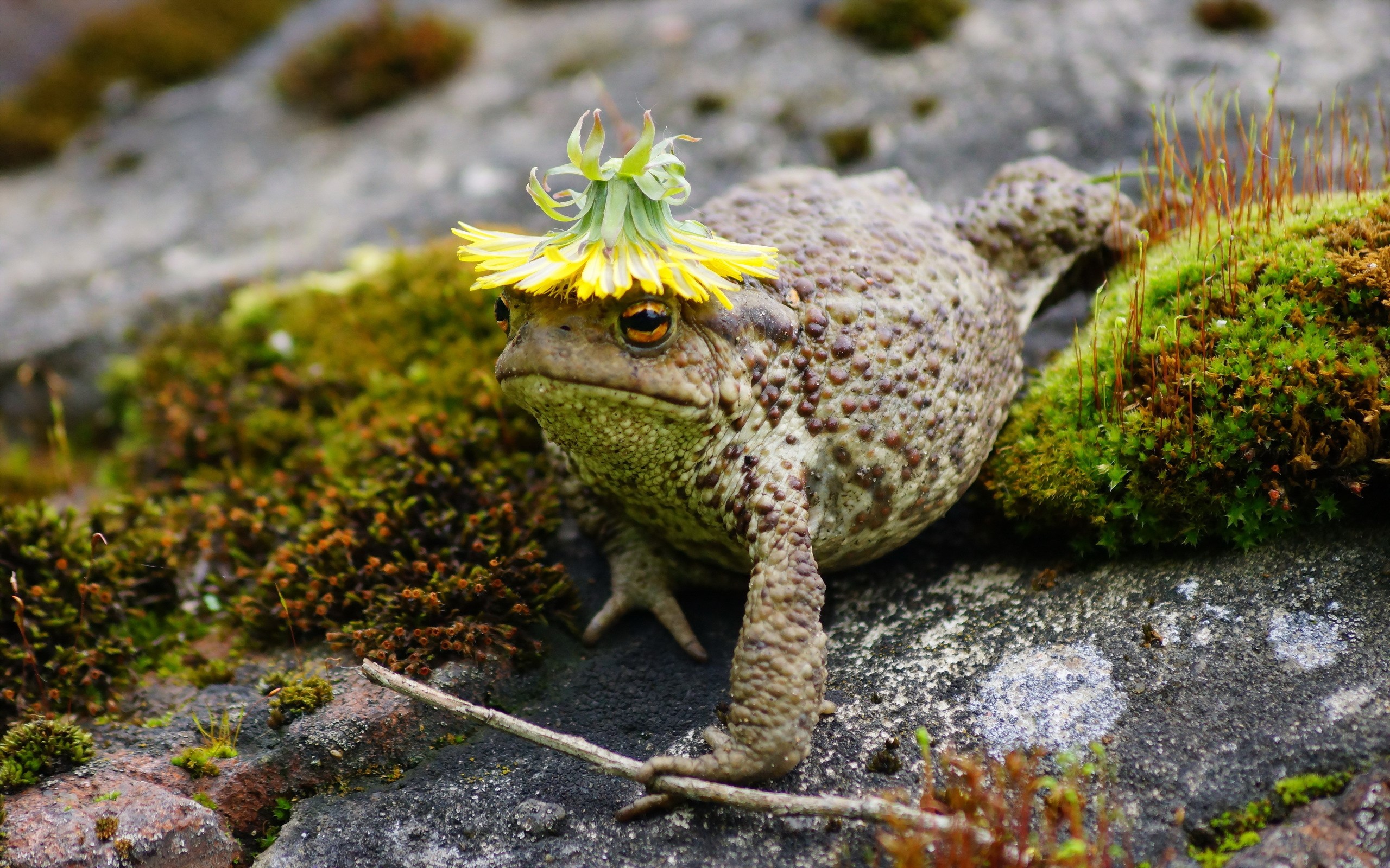 Toad wearing a dandelion flower hat on mossy rocks HD Wallpaper