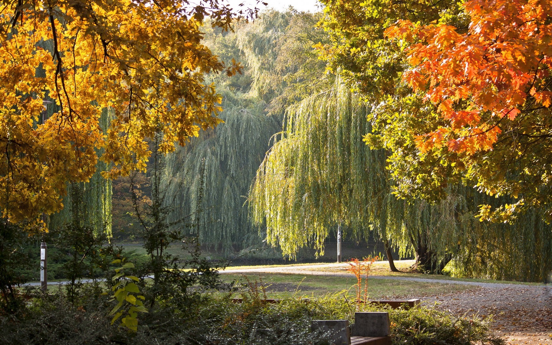 Autumn park with weeping willows and colorful trees HD Wallpaper