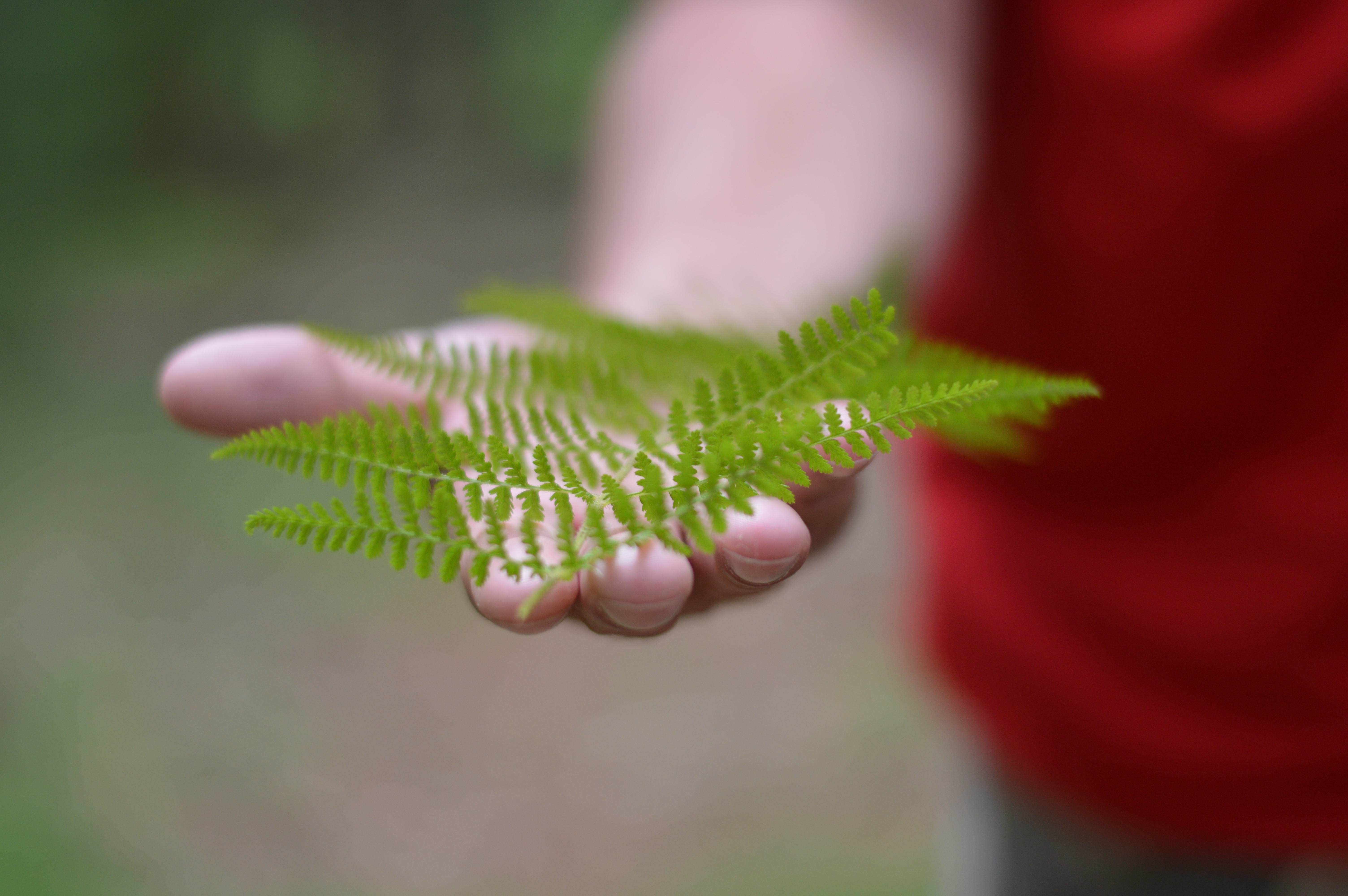 Hand holding fern fronds HD Wallpaper