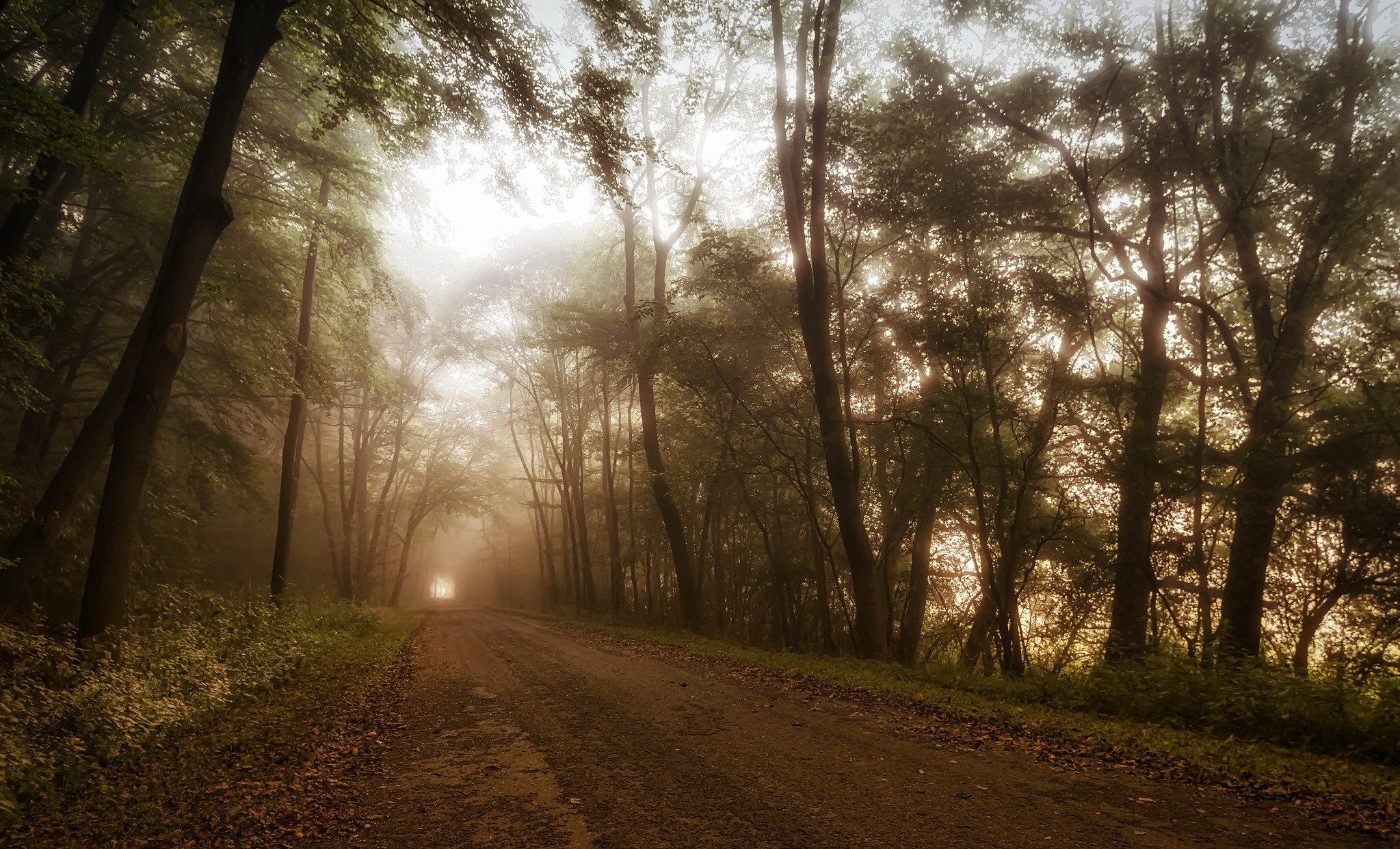 Misty forest road with sunlight filtering through trees HD Wallpaper