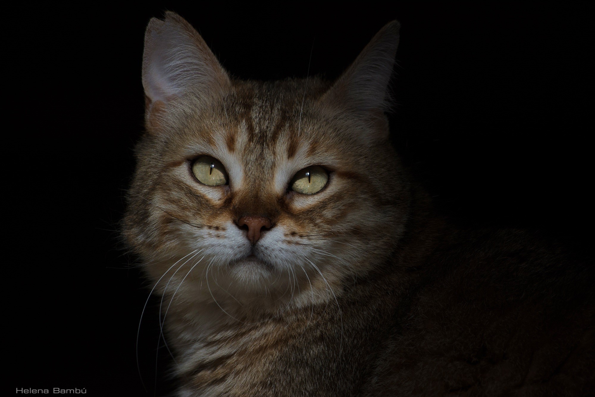 Close-up of a tabby cat's face HD Wallpaper