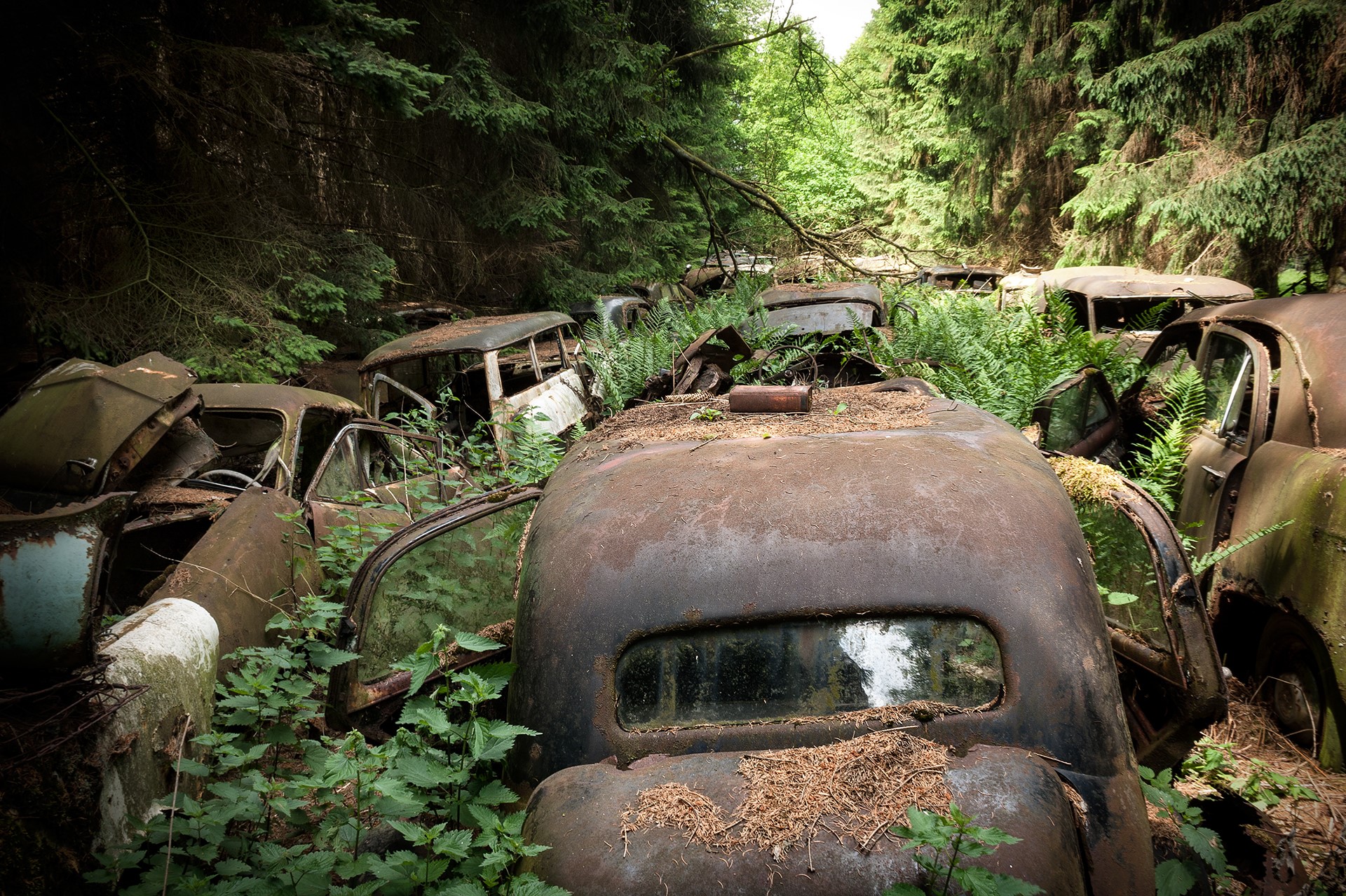 Abandoned cars overgrown with plants in a forest HD Wallpaper