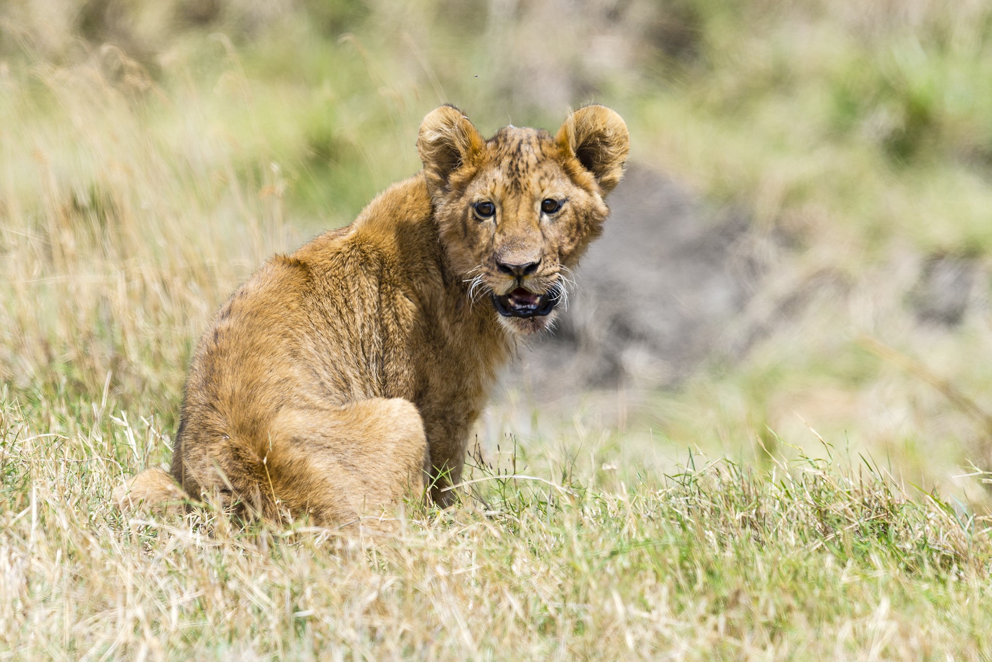 Lion cub sitting in dry grass HD Wallpaper