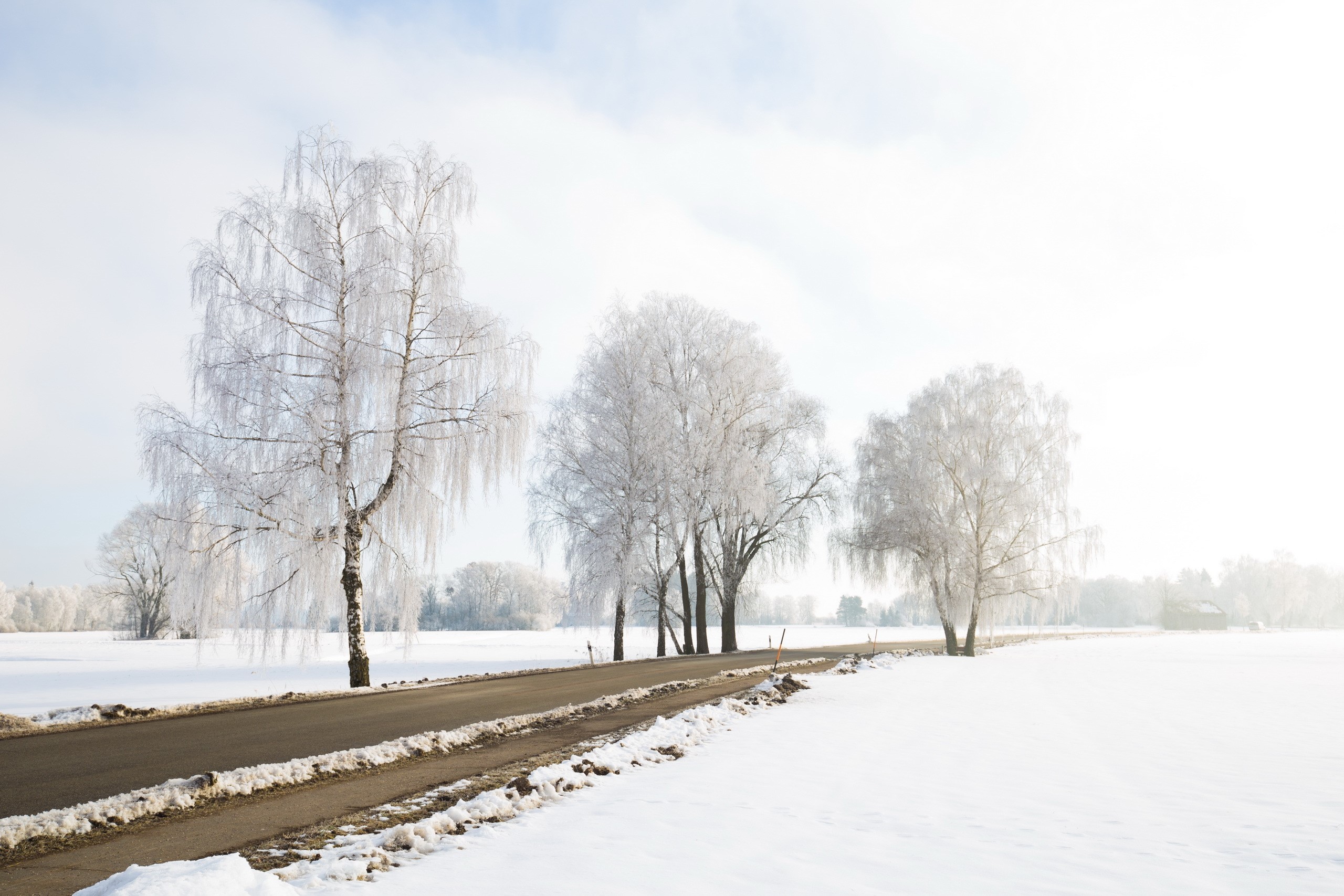 Winter road with frosted birch trees HD Wallpaper