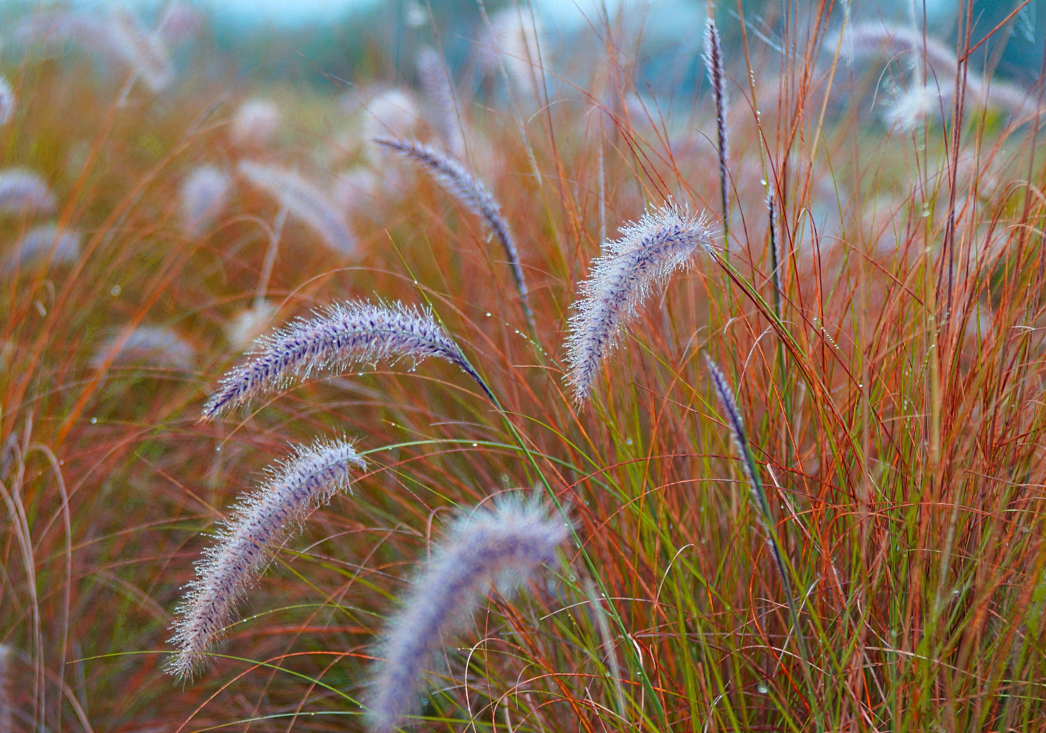 Close-up of ornamental grass with dew drops HD Wallpaper