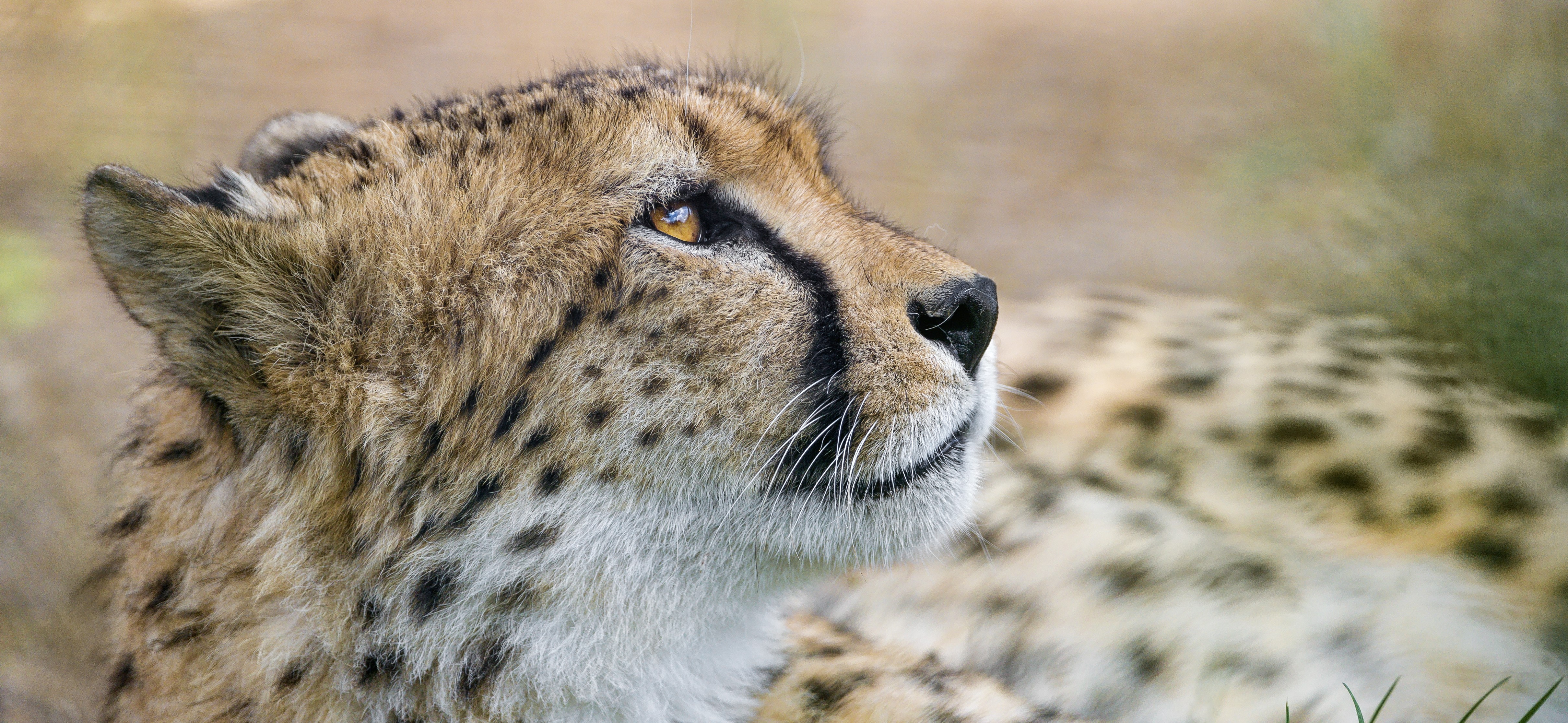 Cheetah head profile HD Wallpaper