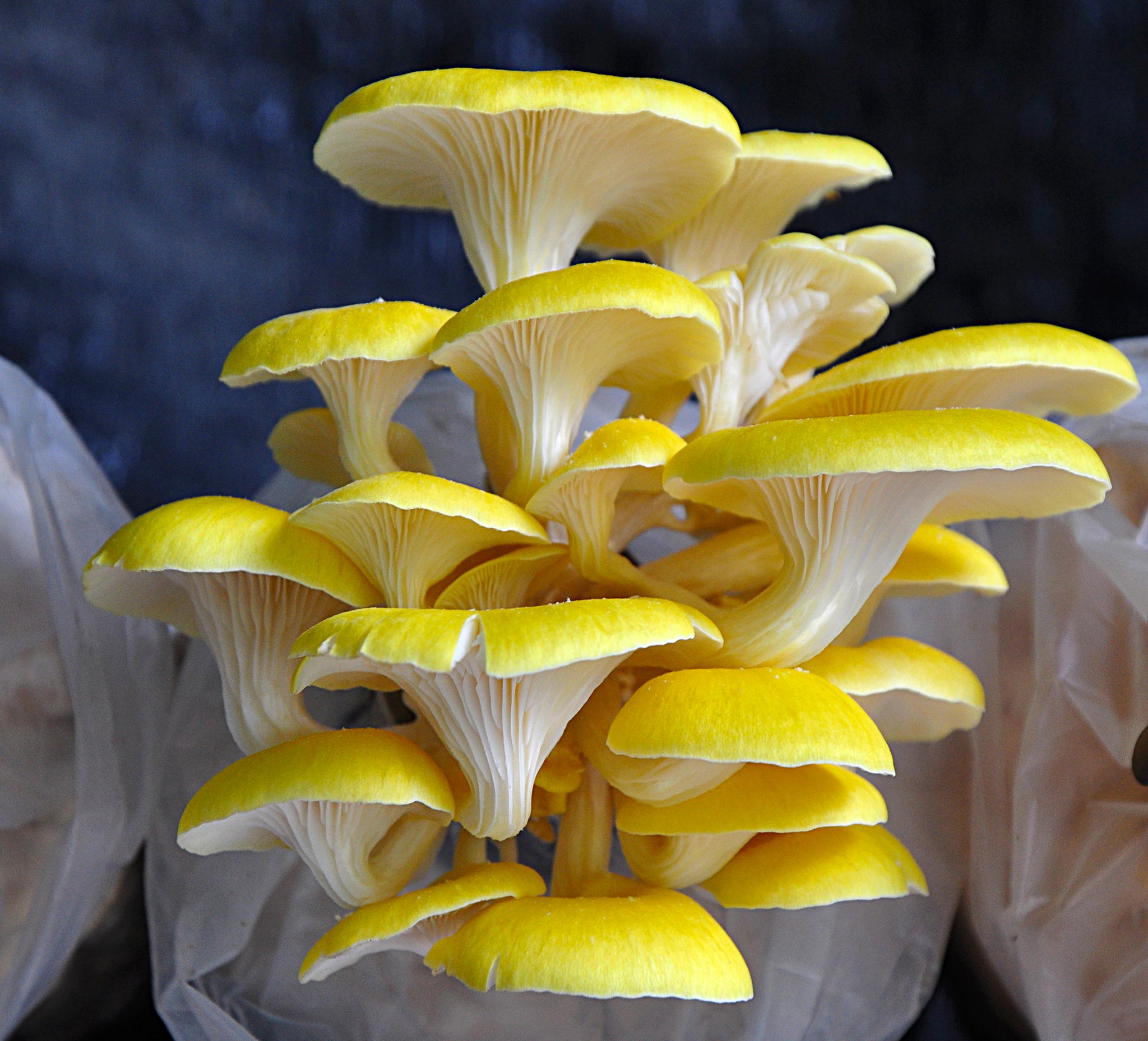 Cluster of bright yellow oyster mushrooms HD Wallpaper
