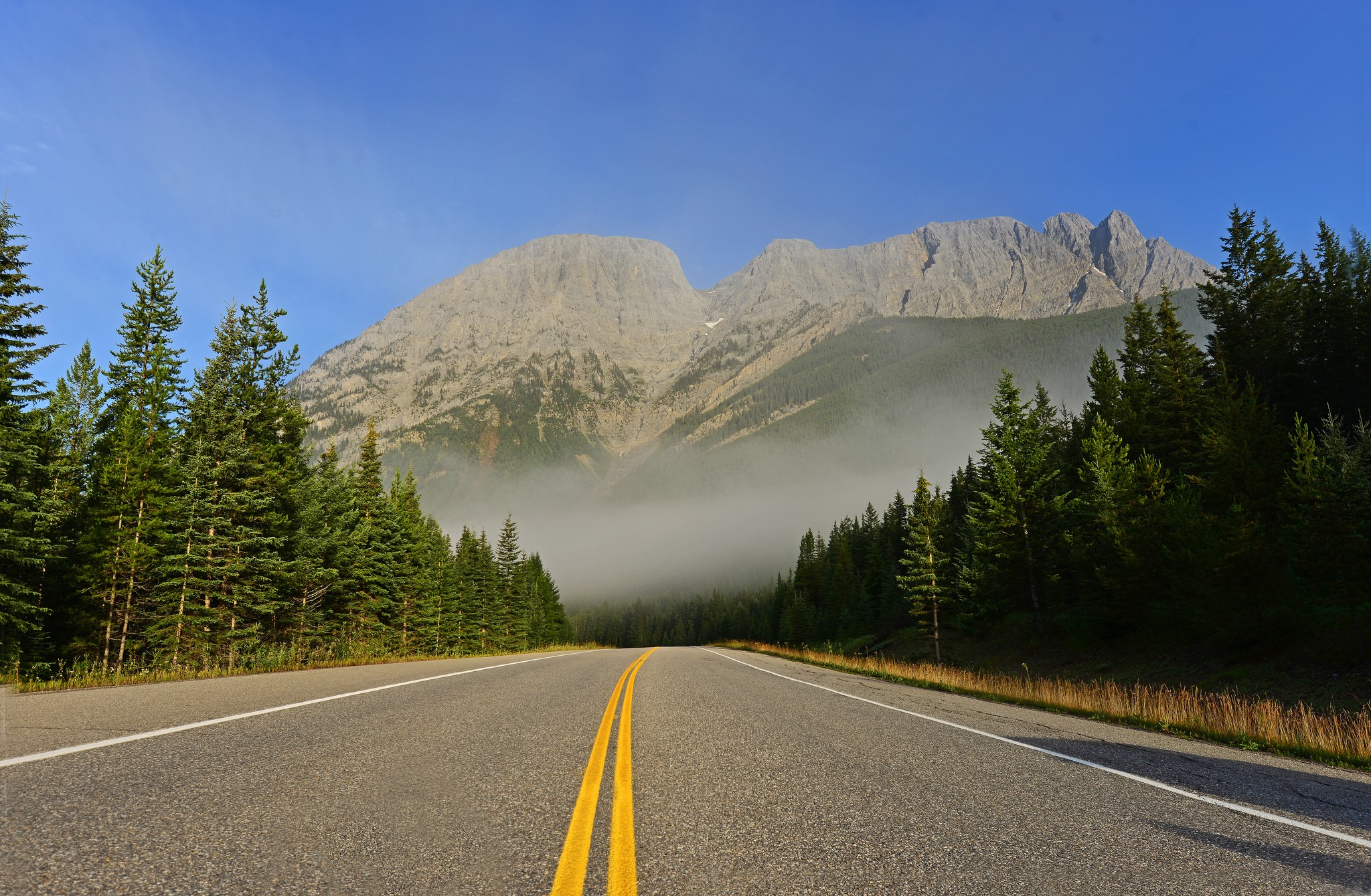 Asphalt road leading to misty mountains and pine forest HD Wallpaper