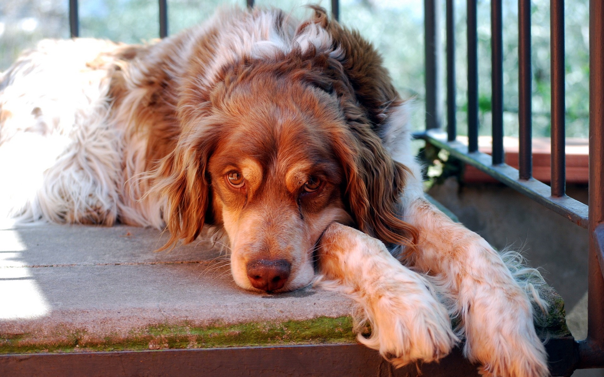 Brown and white spaniel dog lying down HD Wallpaper