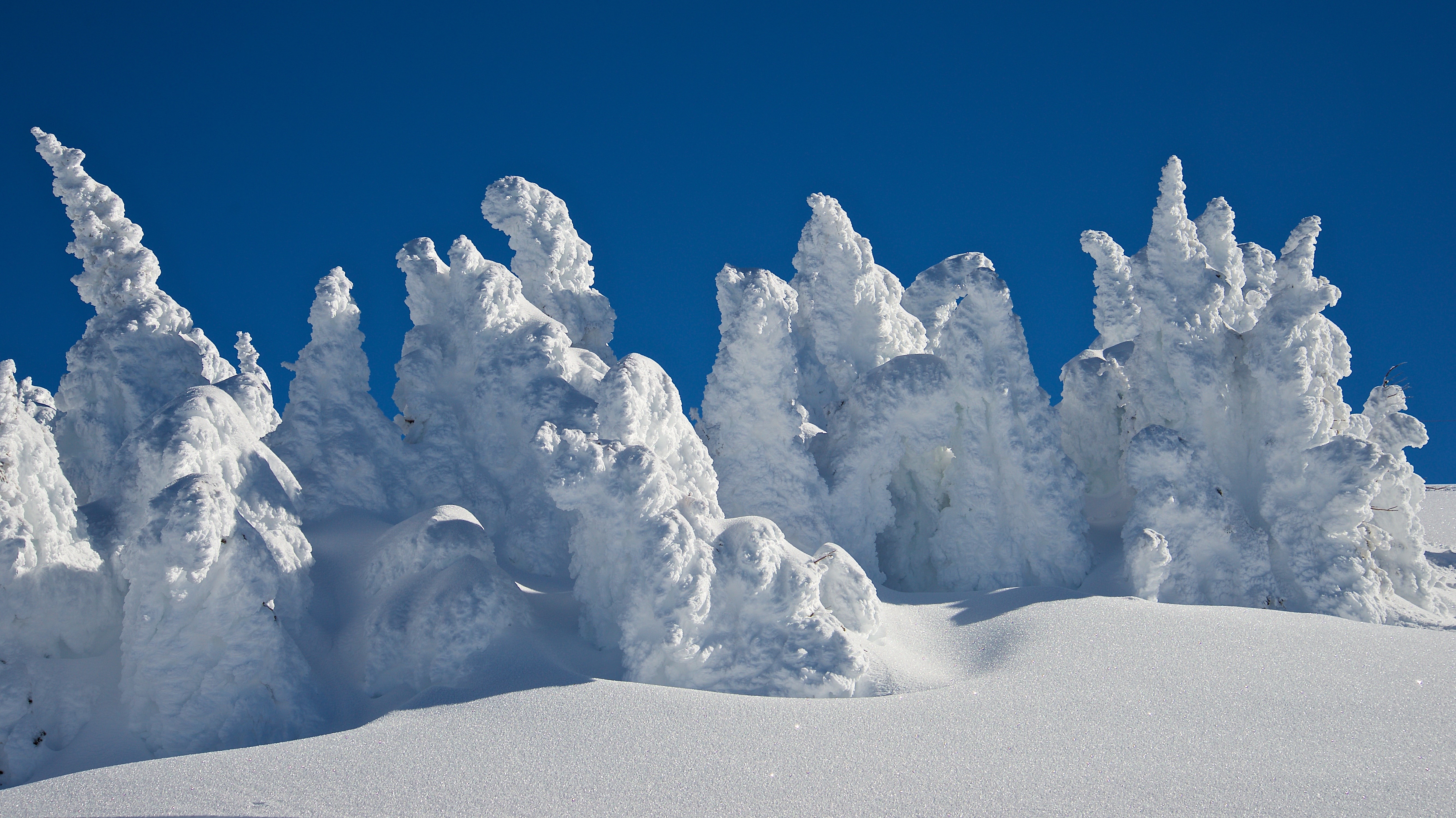 Snow-covered trees in winter landscape HD Wallpaper