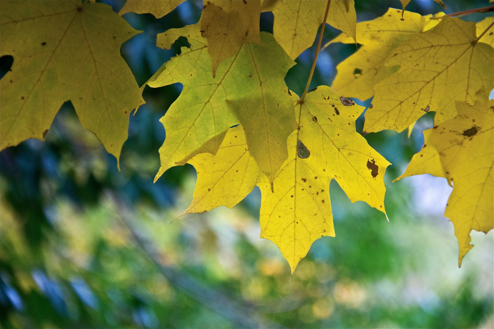 Yellow Maple Leaves in Autumn HD Wallpaper