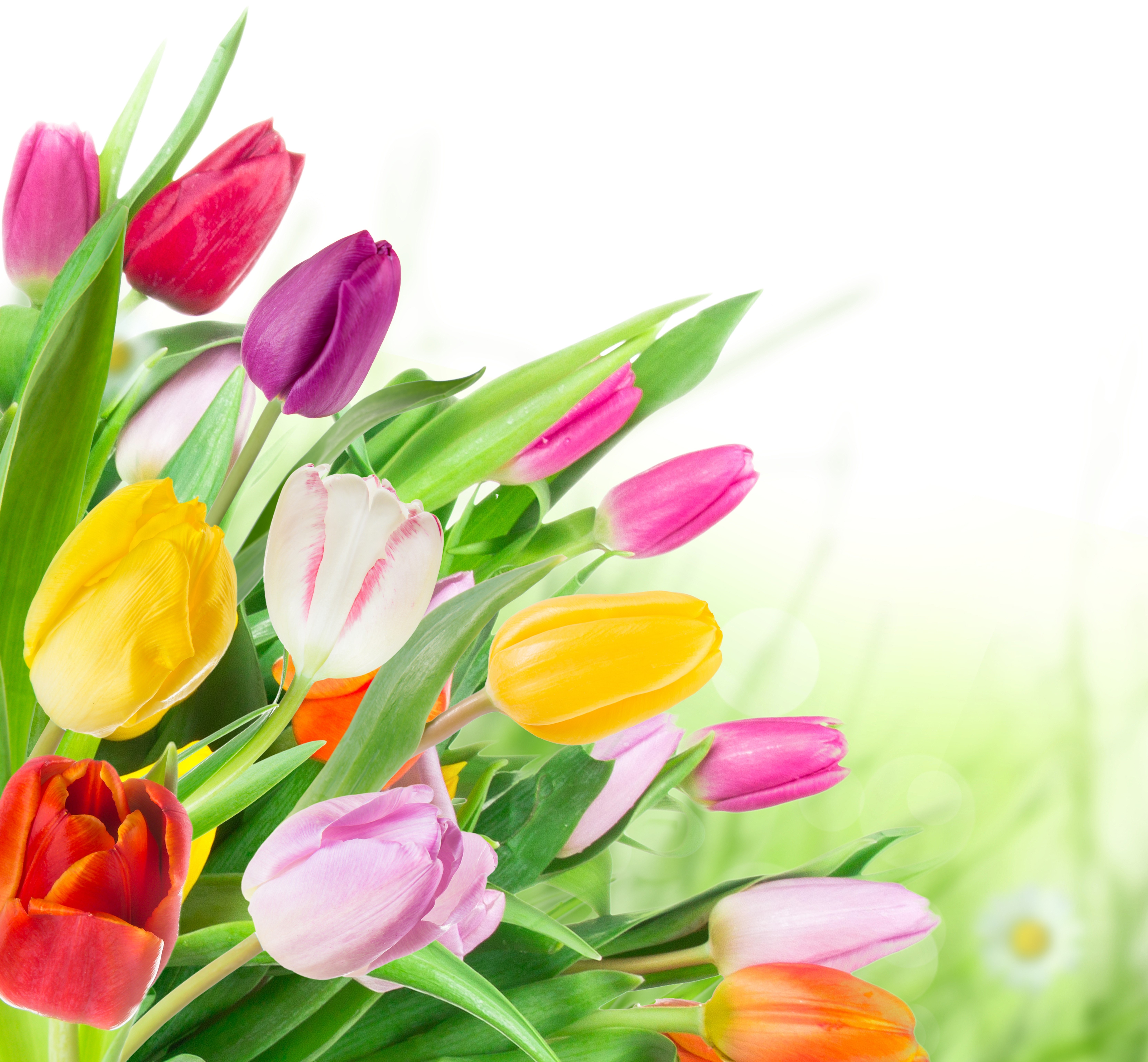 Colorful Tulips in a Garden HD Wallpaper