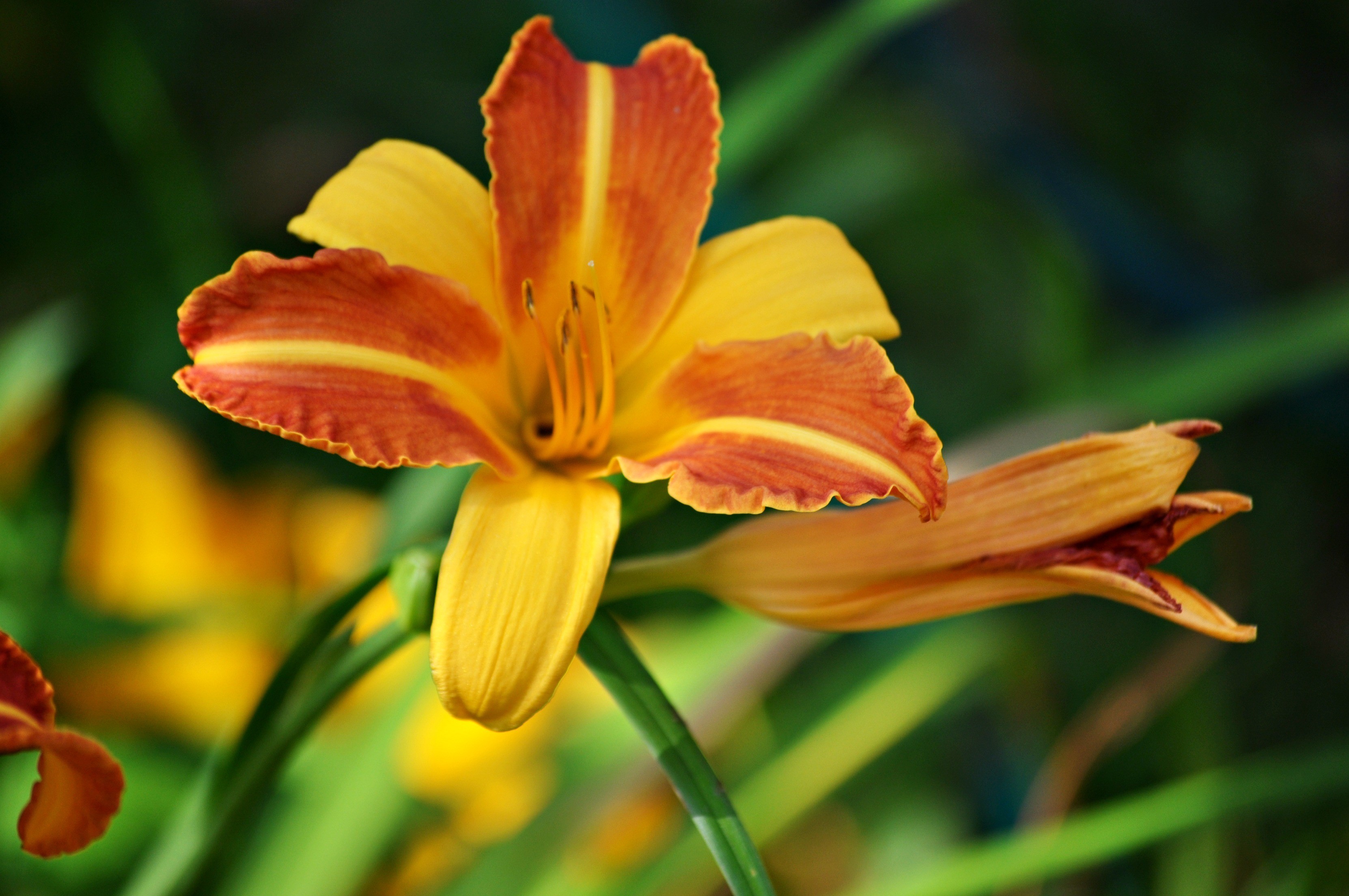 Close-up of orange and yellow lilies HD Wallpaper
