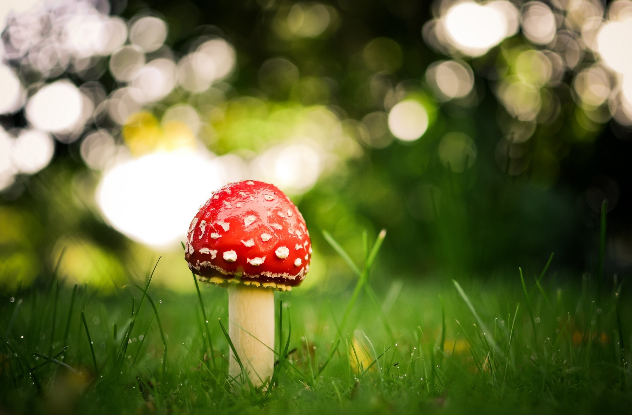 Amanita mushroom in green grass HD Wallpaper