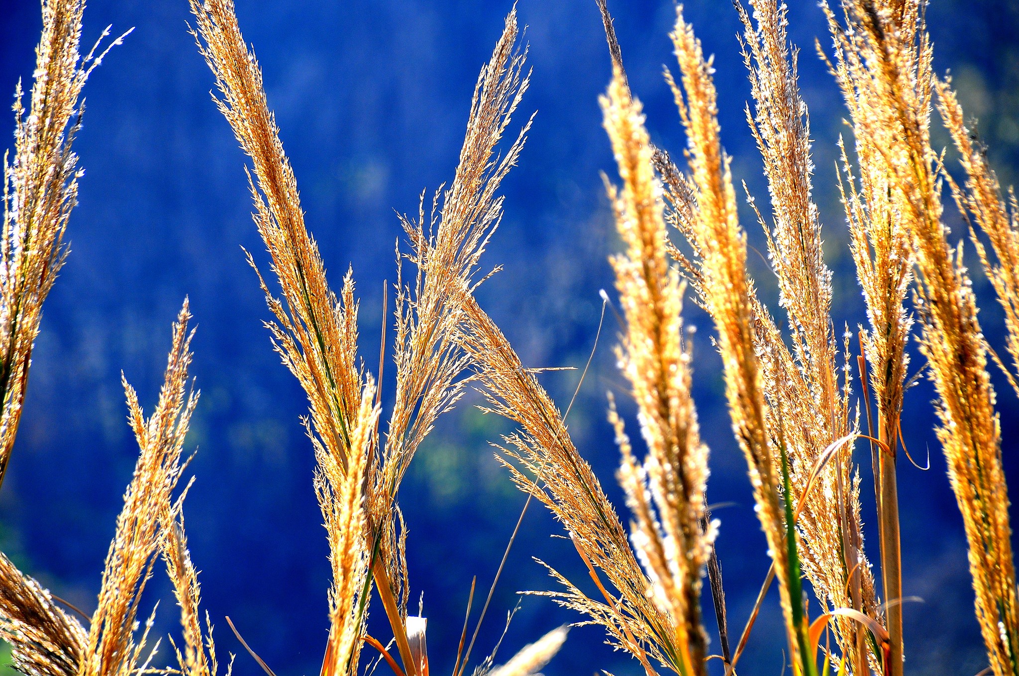 Close-up of golden grass stalks against a blue background HD Wallpaper