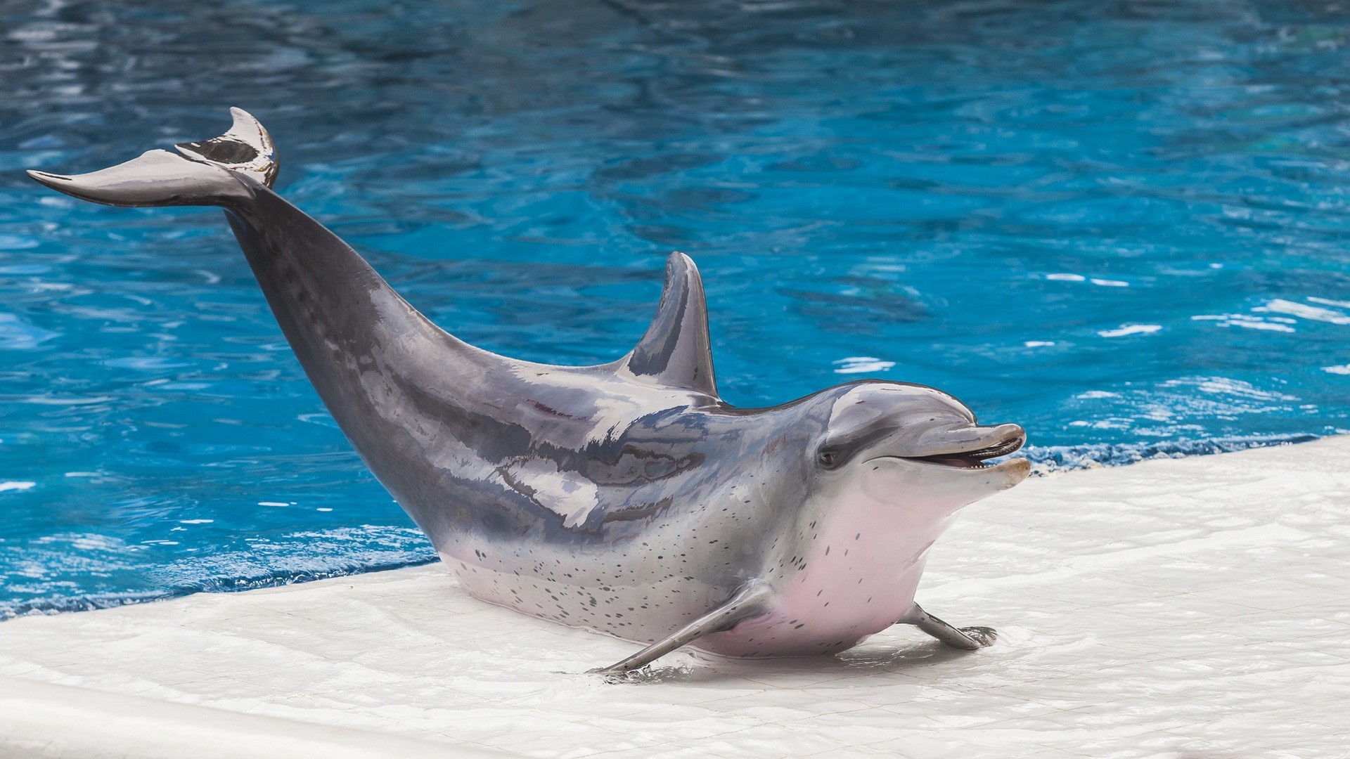 A dolphin in a pool HD Wallpaper
