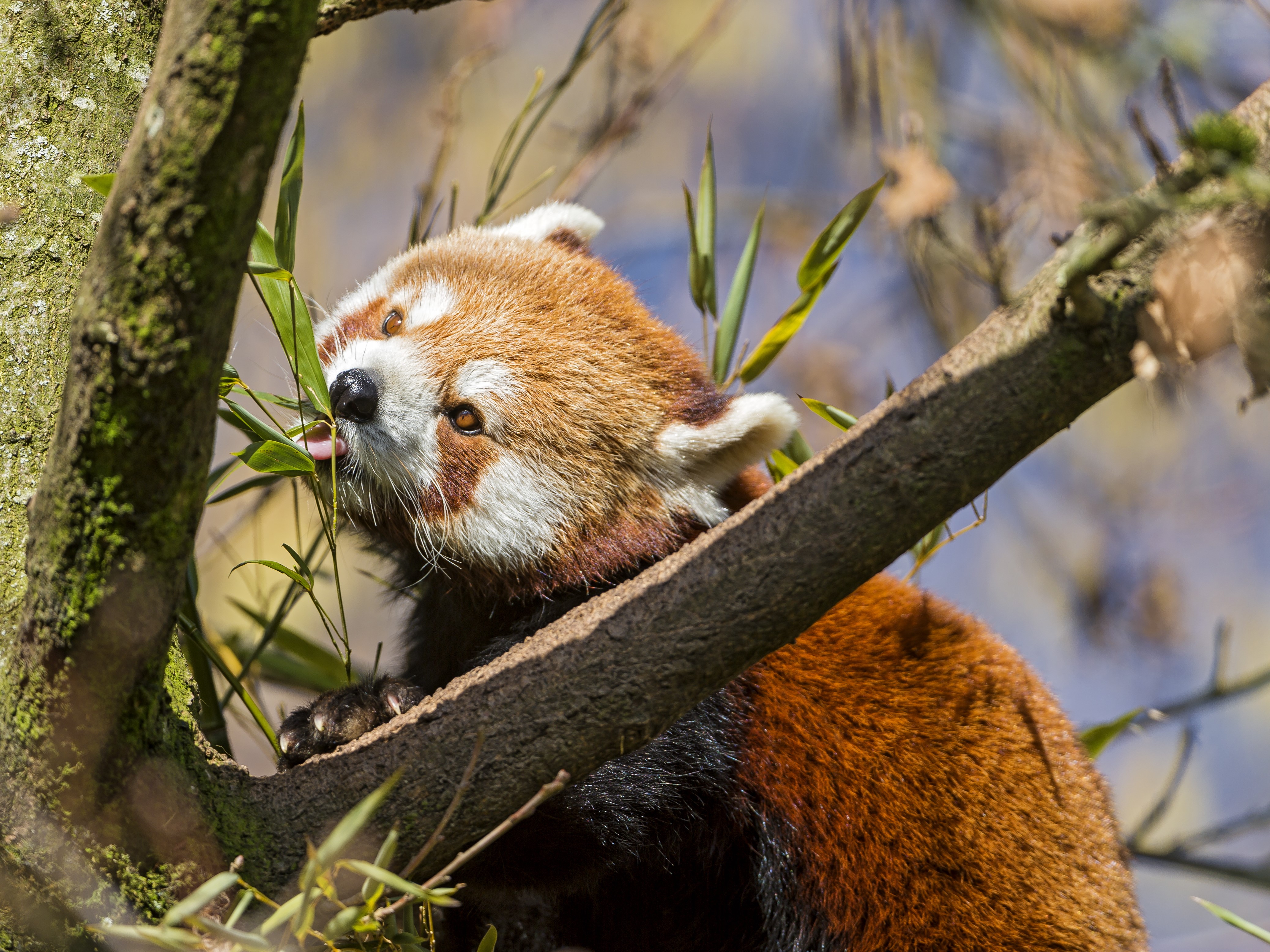 Red panda eating bamboo in a tree HD Wallpaper