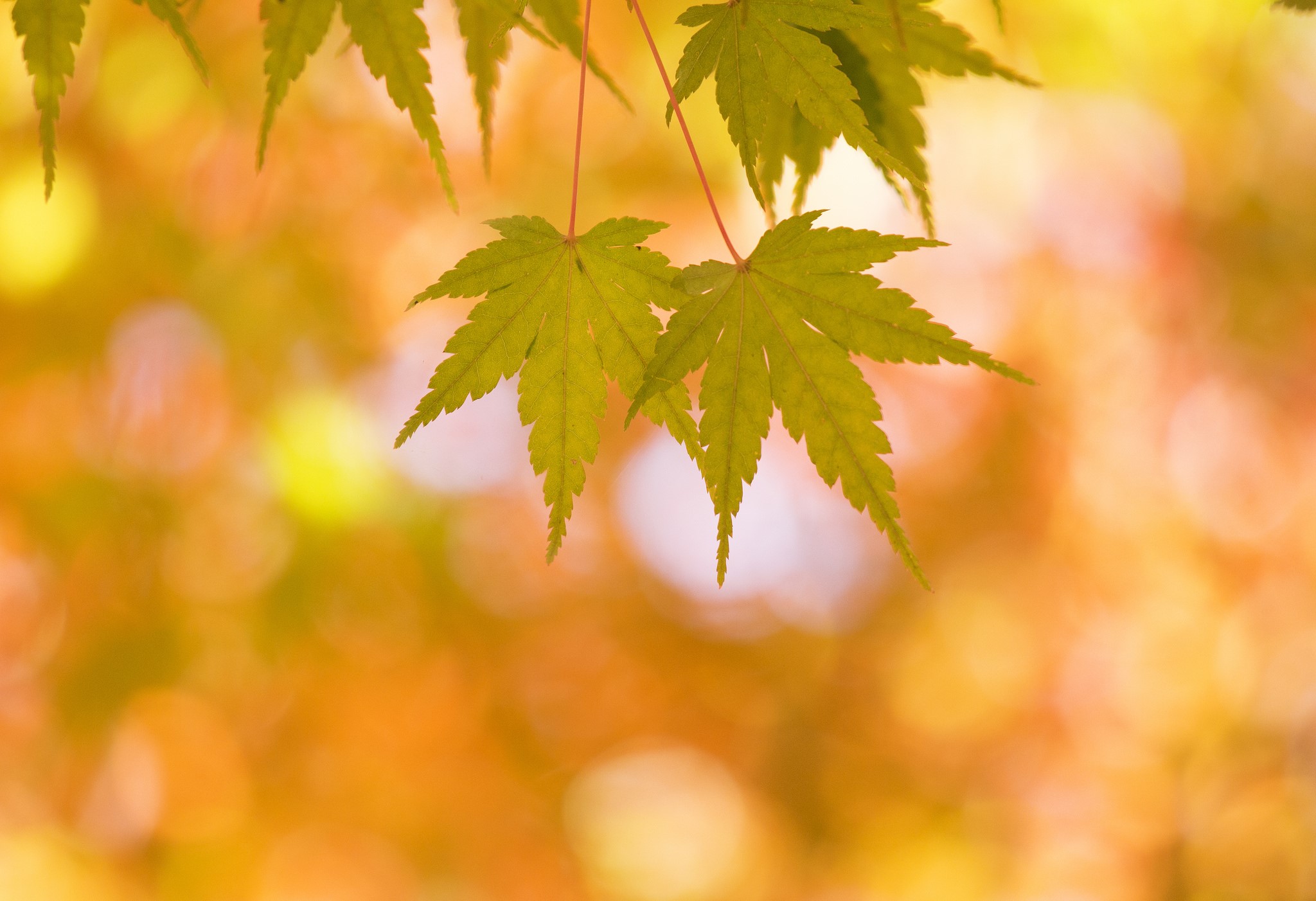 Green maple leaves with autumn bokeh background HD Wallpaper