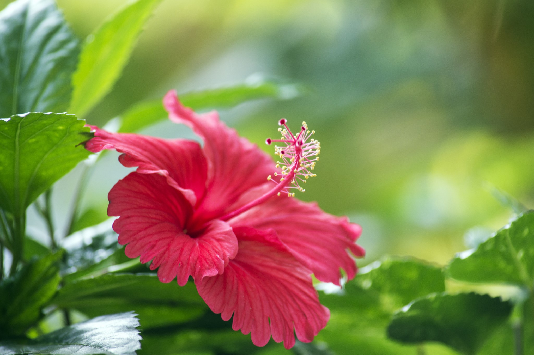 Red Hibiscus flower with green leaves HD Wallpaper
