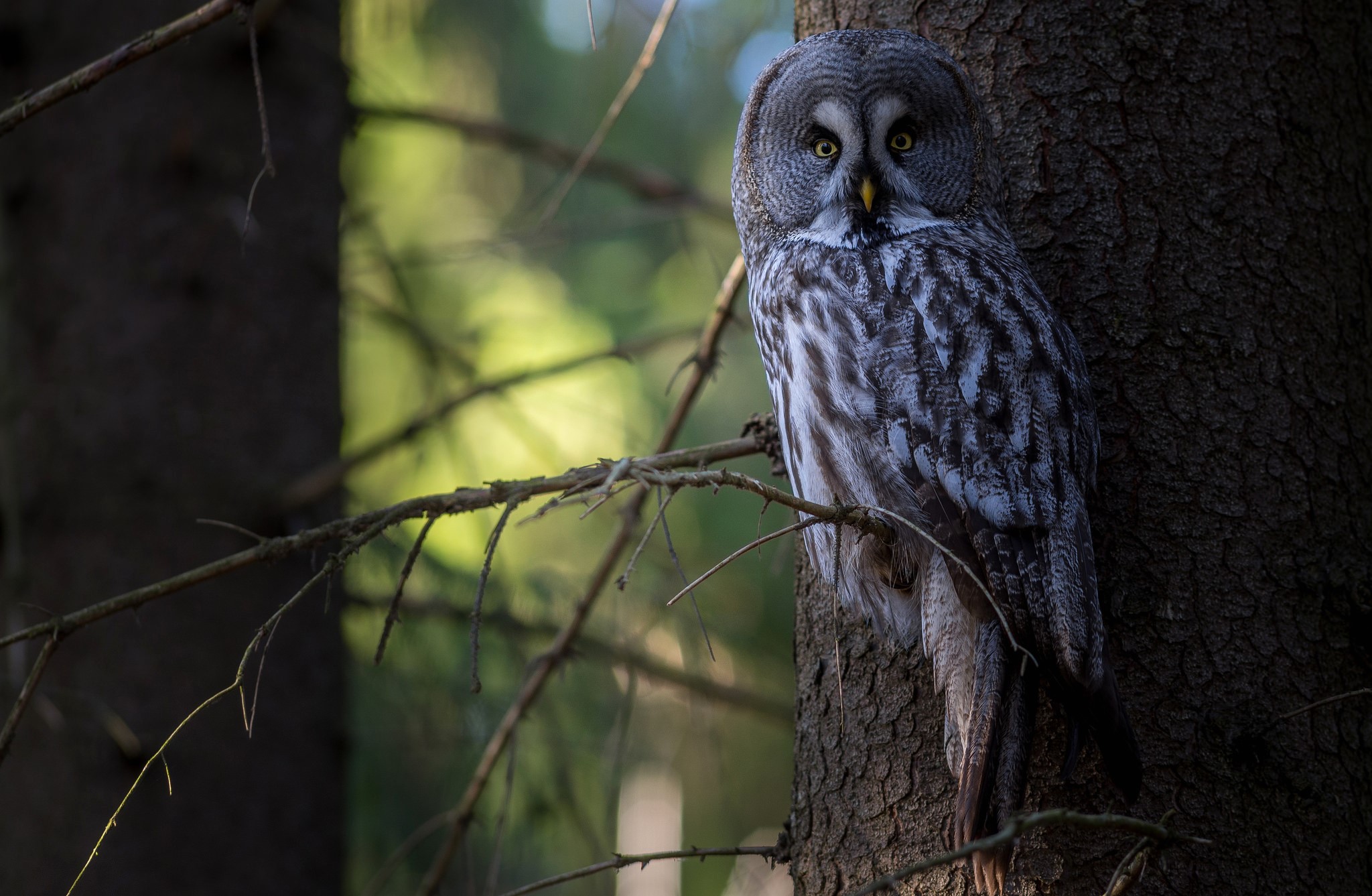 Great Grey Owl perched on a tree trunk HD Wallpaper