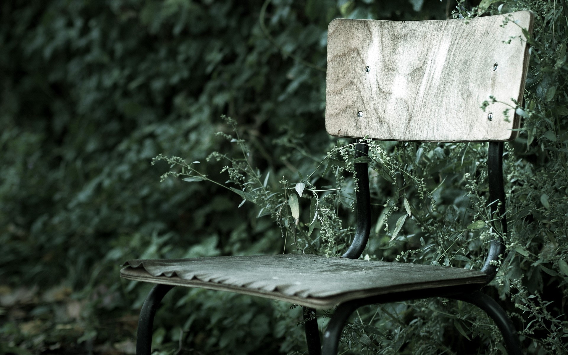 An old wooden chair overgrown with plants HD Wallpaper