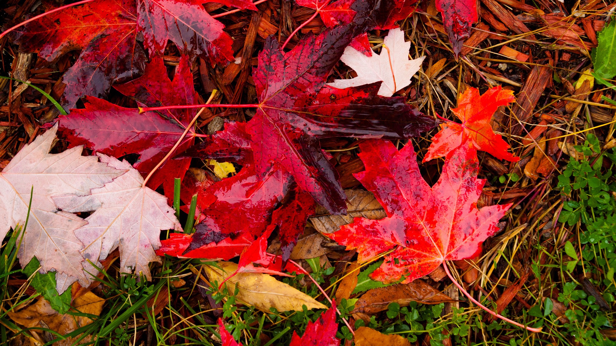 Wet Autumn Maple Leaves on the Ground HD Wallpaper