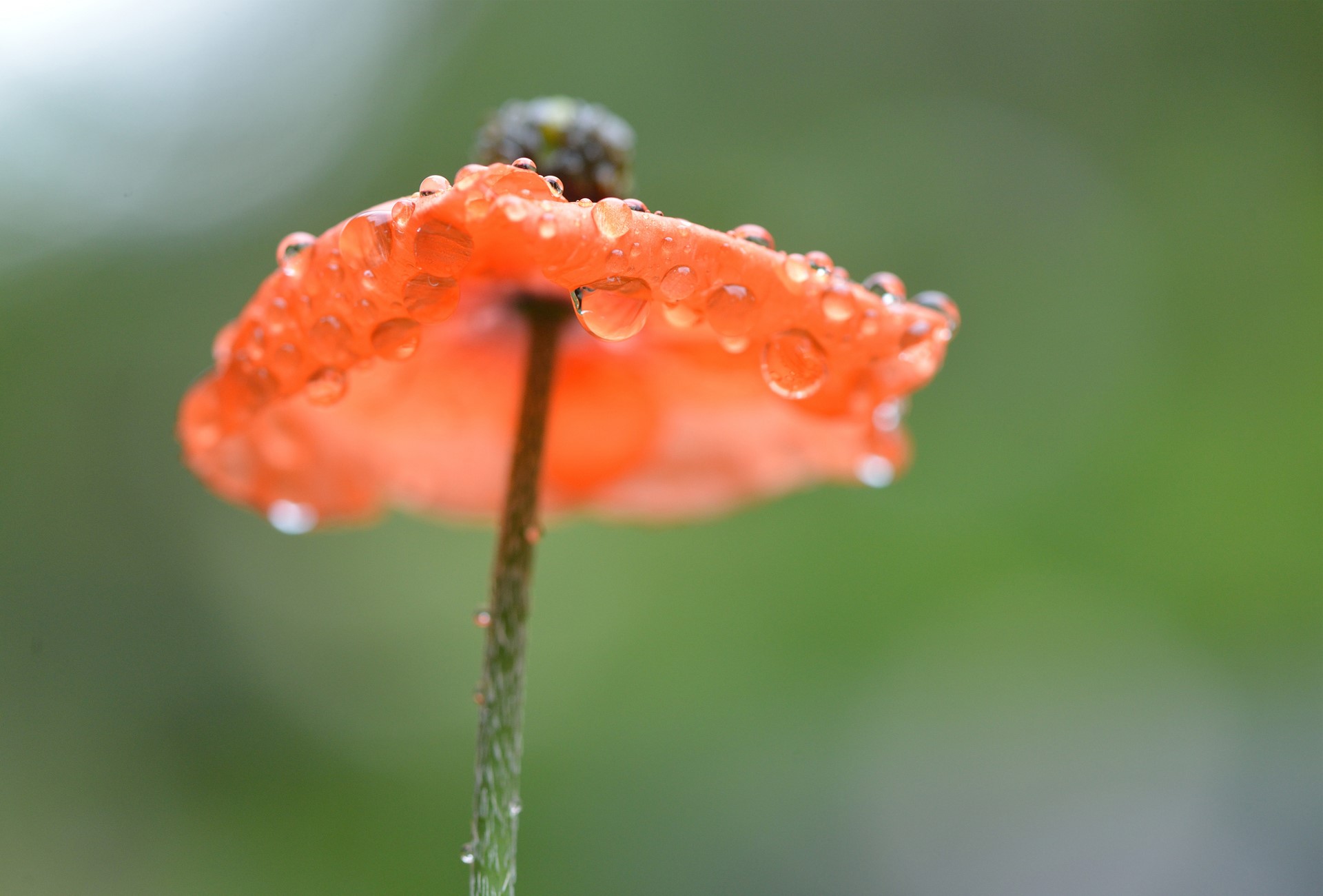 Orange poppy with water droplets HD Wallpaper