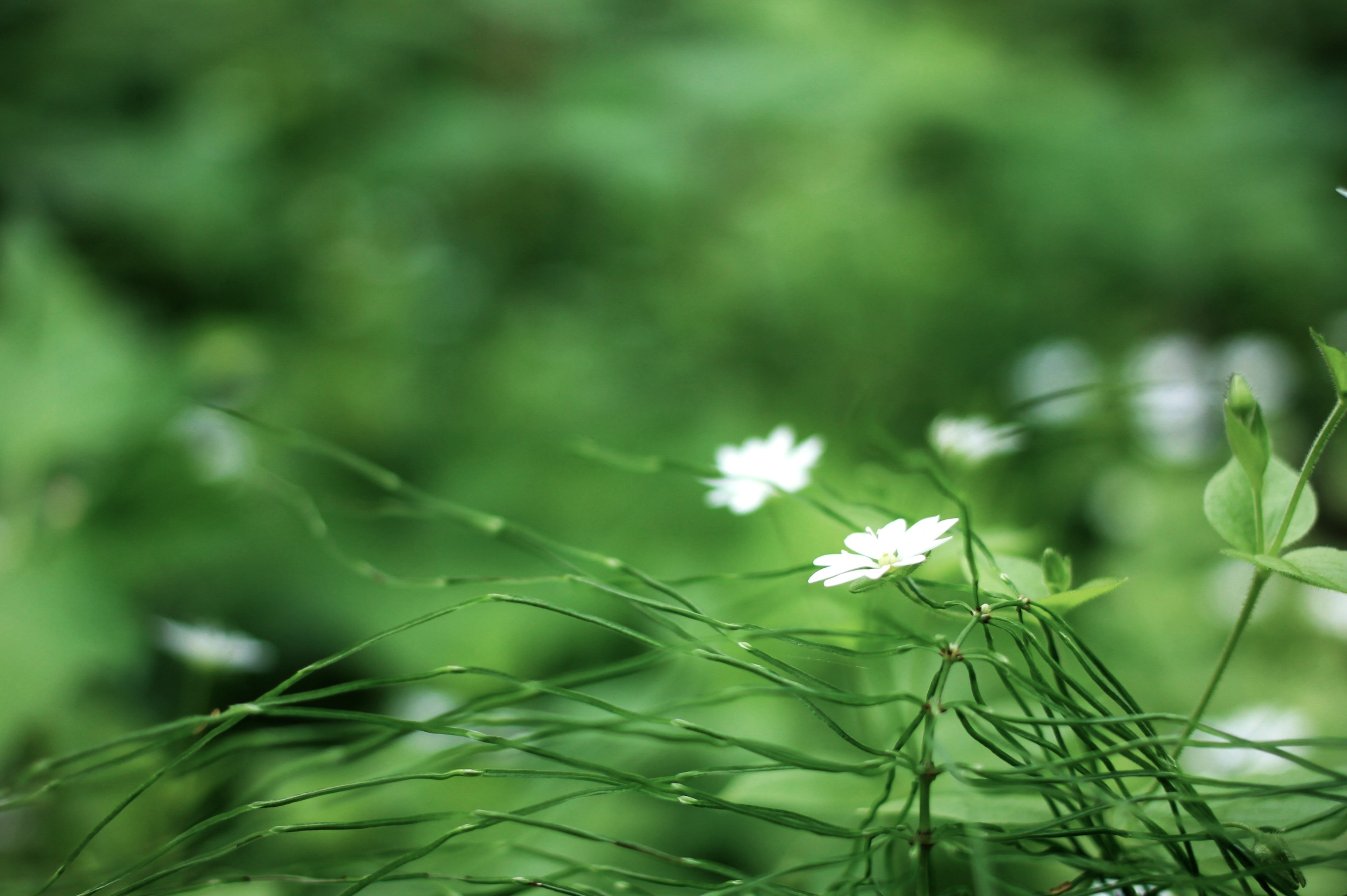 Small white flowers and green grass HD Wallpaper