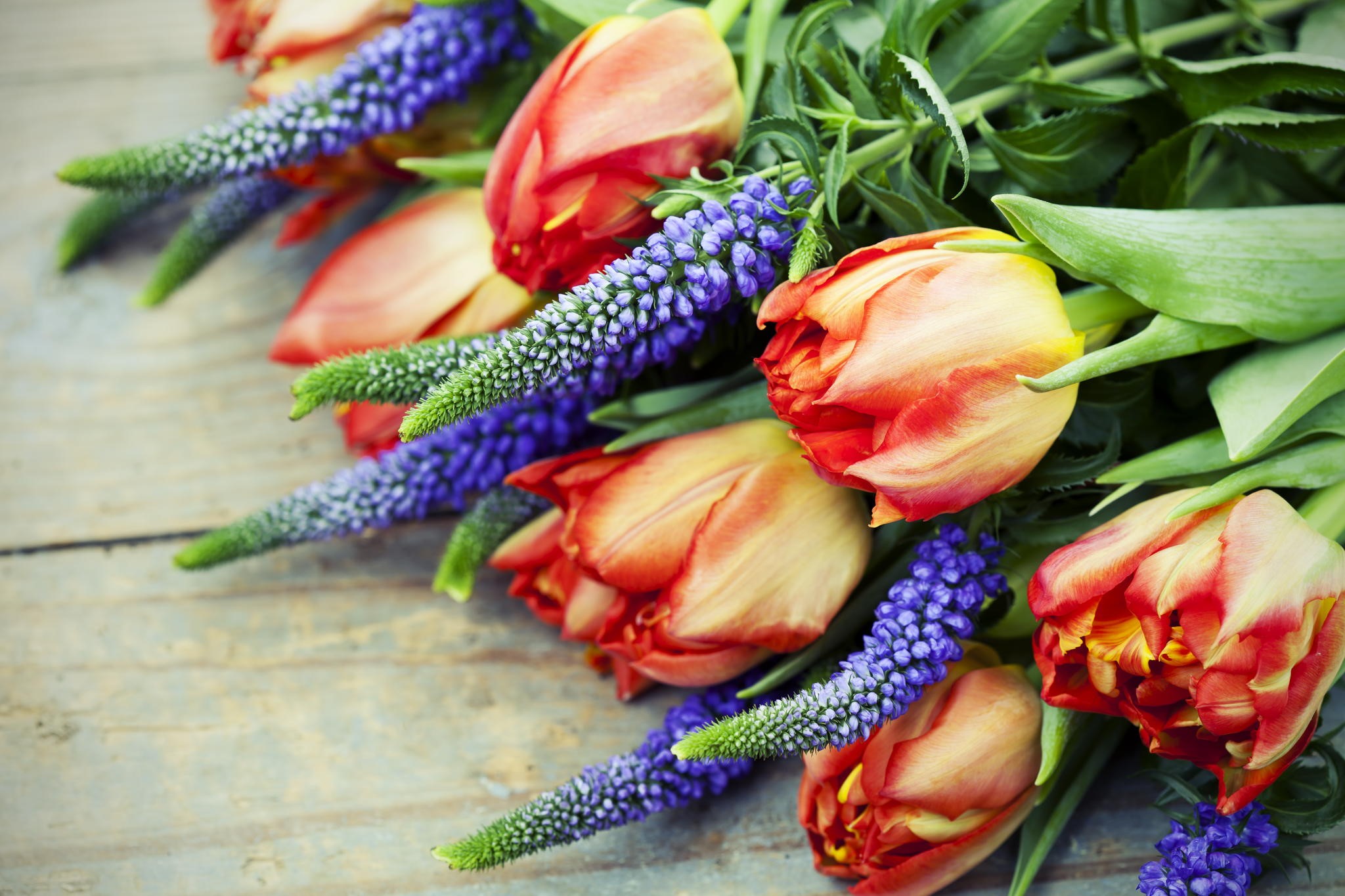 Tulips and blue flowers on a wooden surface HD Wallpaper
