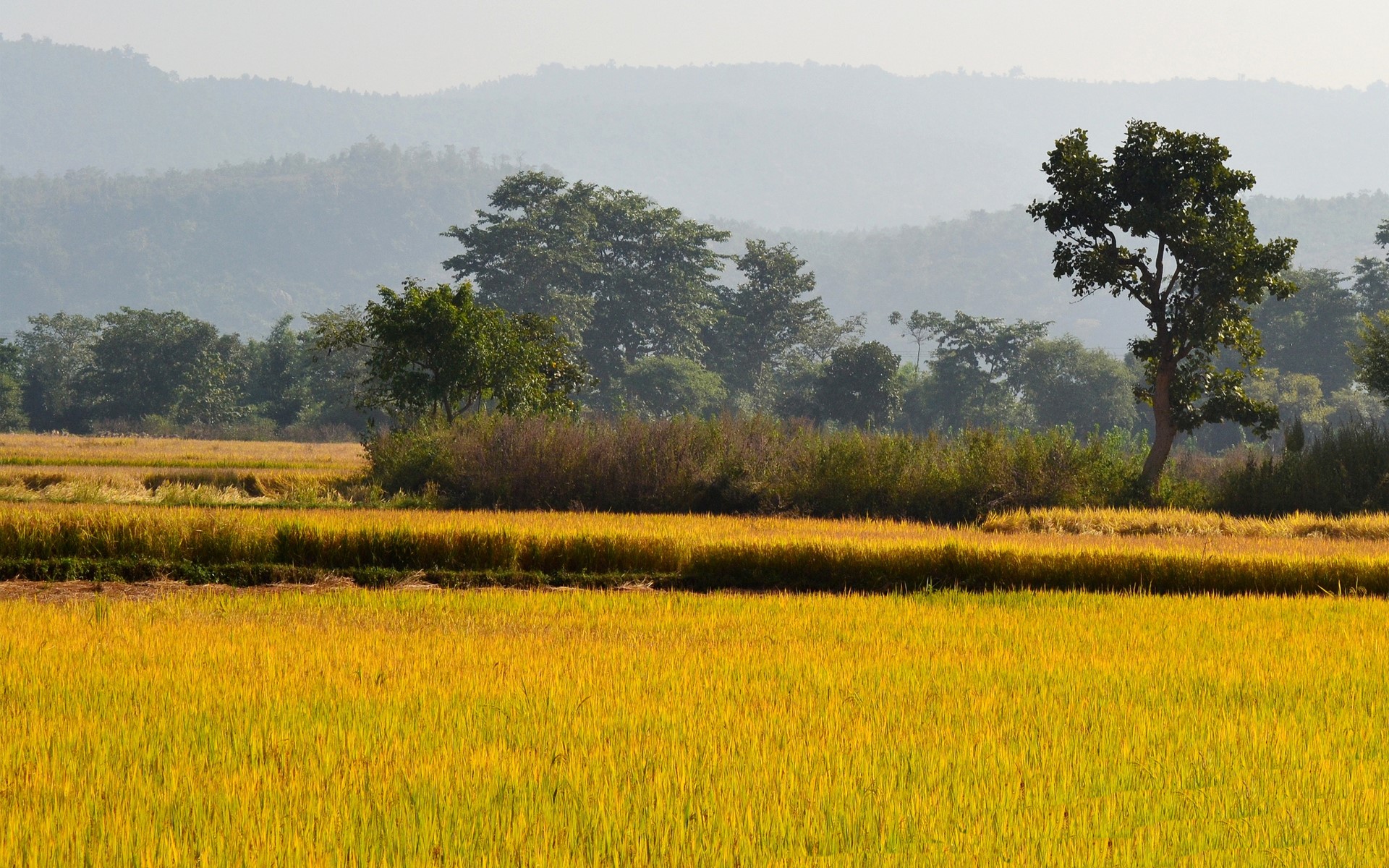 Golden rice fields with trees and hills HD Wallpaper