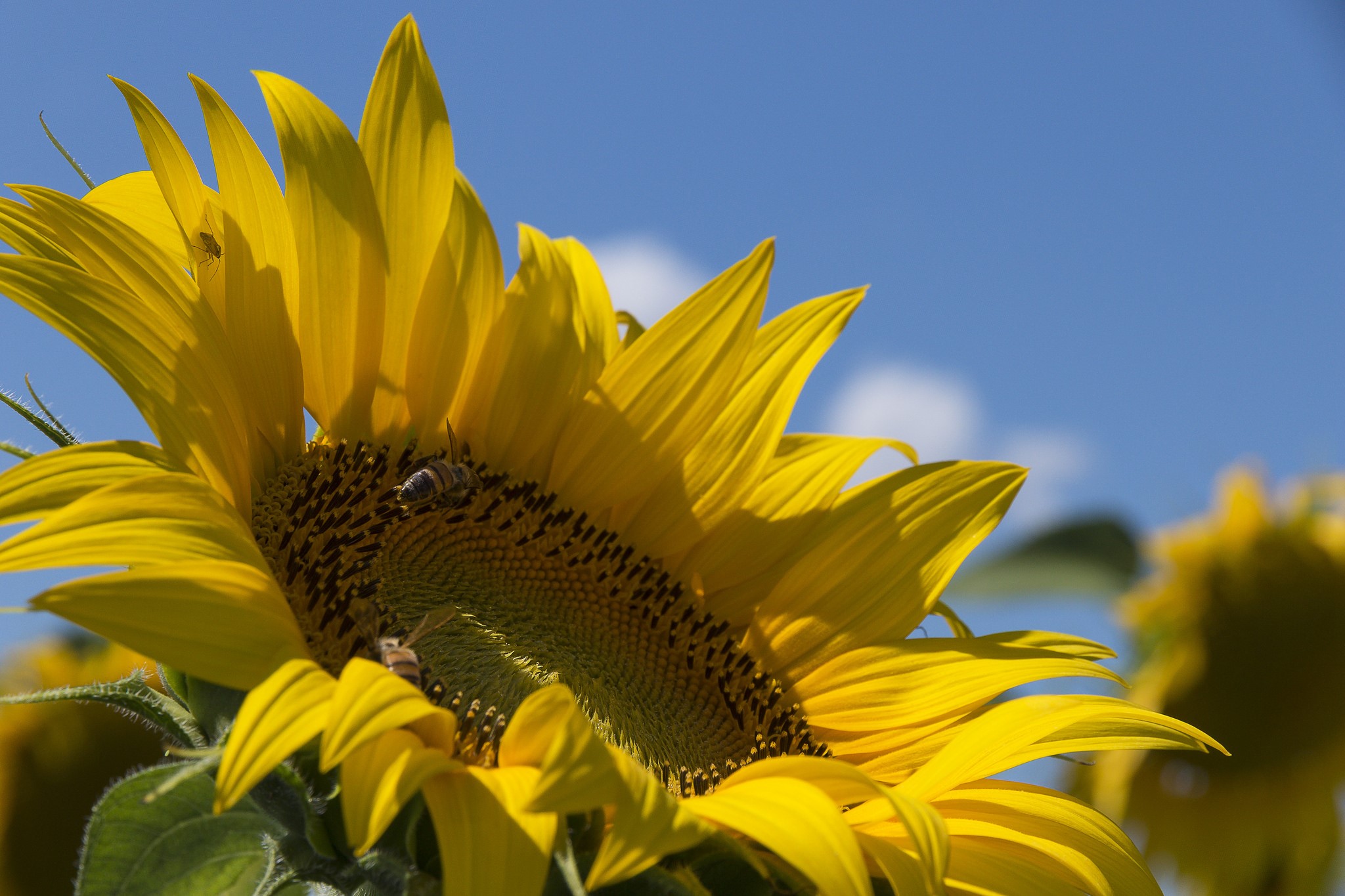 Close-up of a sunflower with bees HD Wallpaper