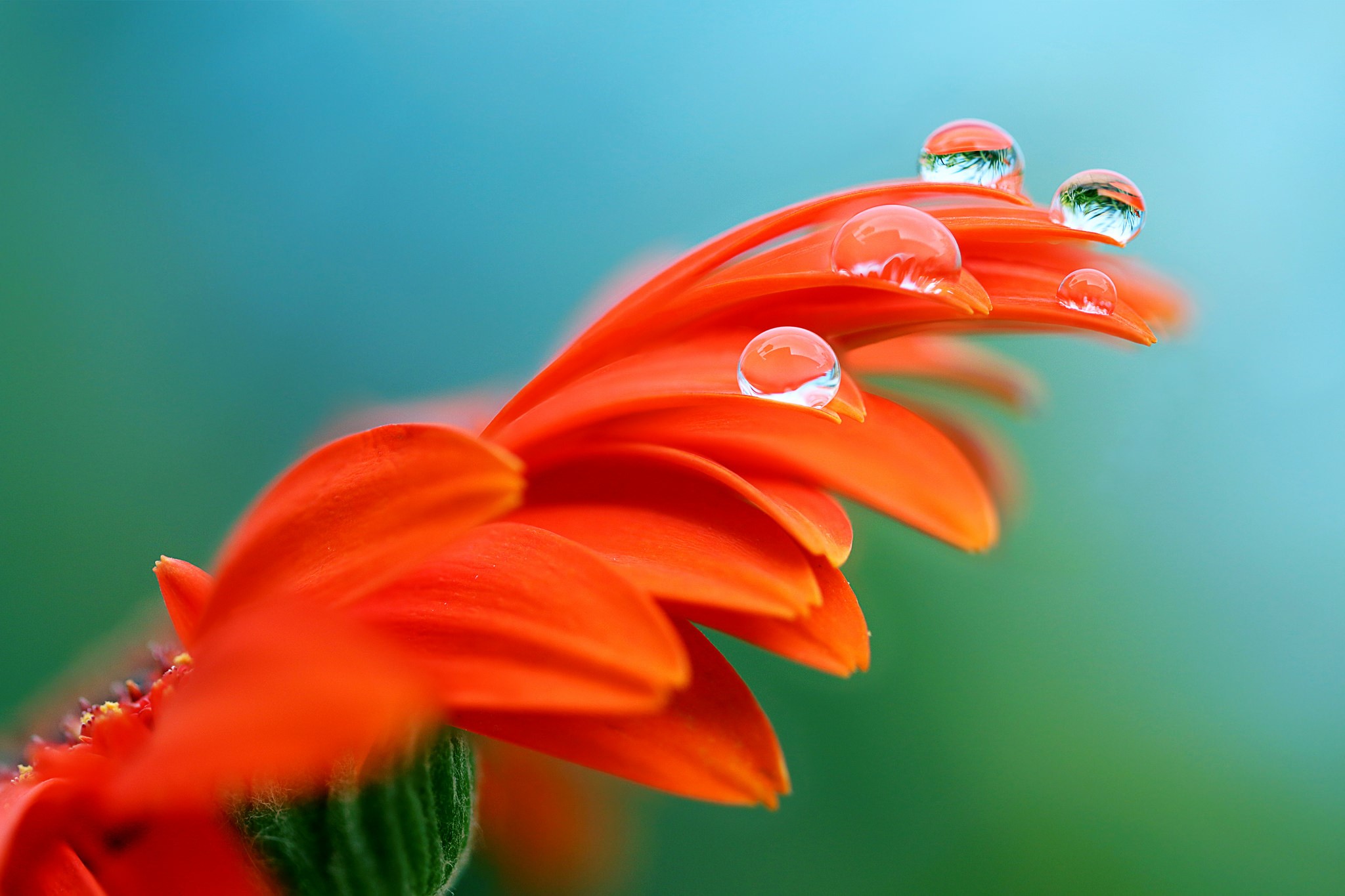 Orange gerbera daisy with water drops HD Wallpaper