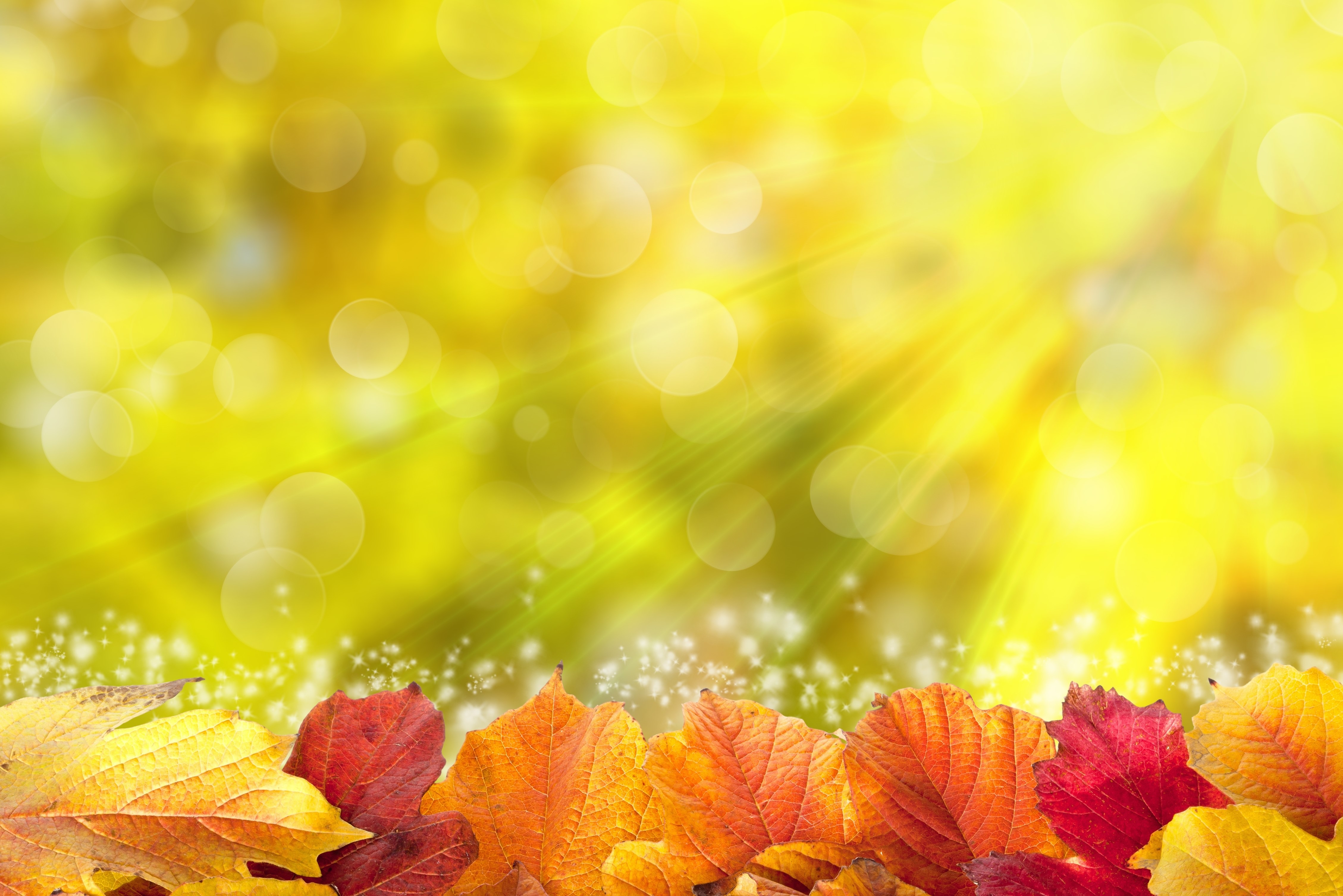 Autumn leaves with sun rays HD Wallpaper